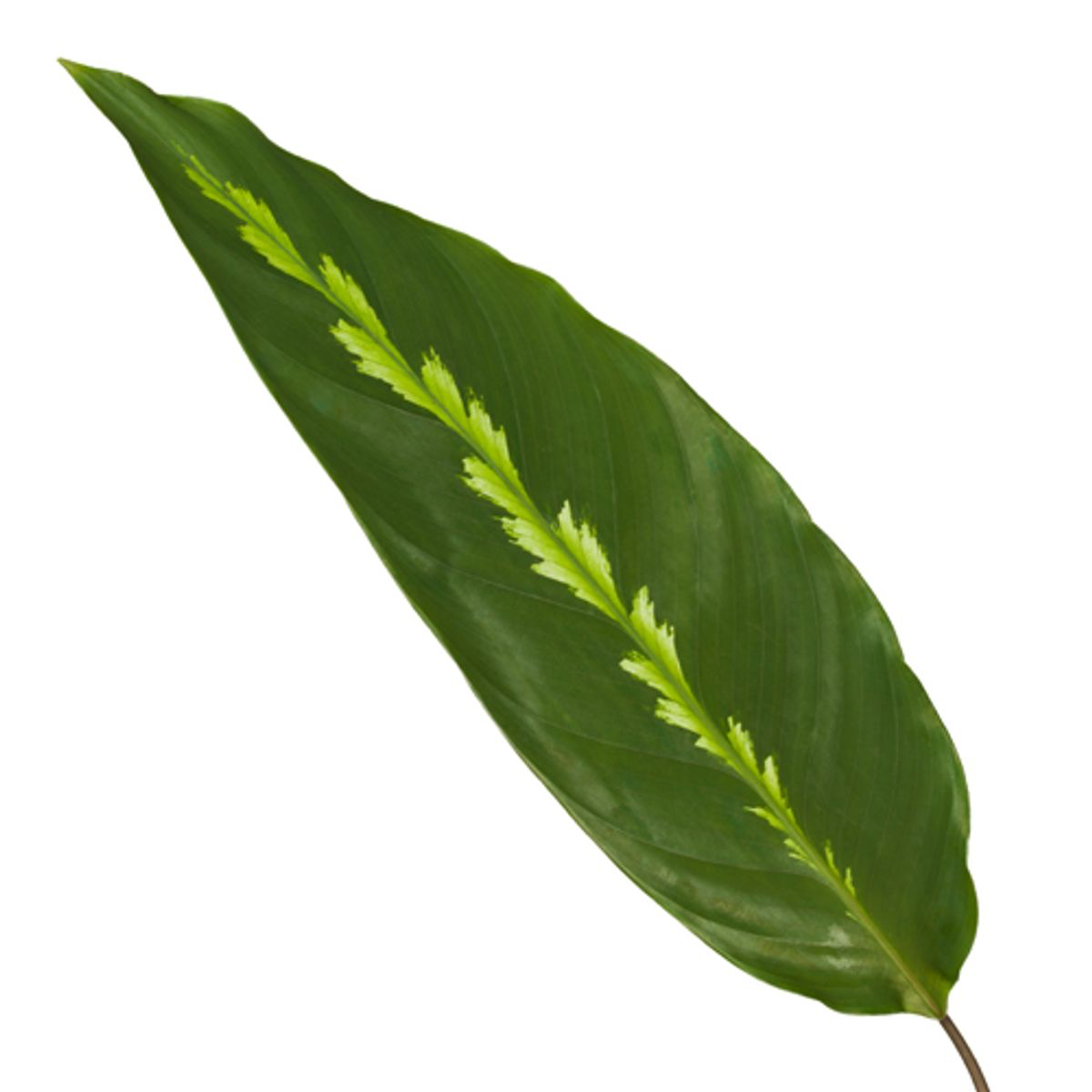 Calathea Maui Queen - 35 cm - Ø12cm (8721081685710)