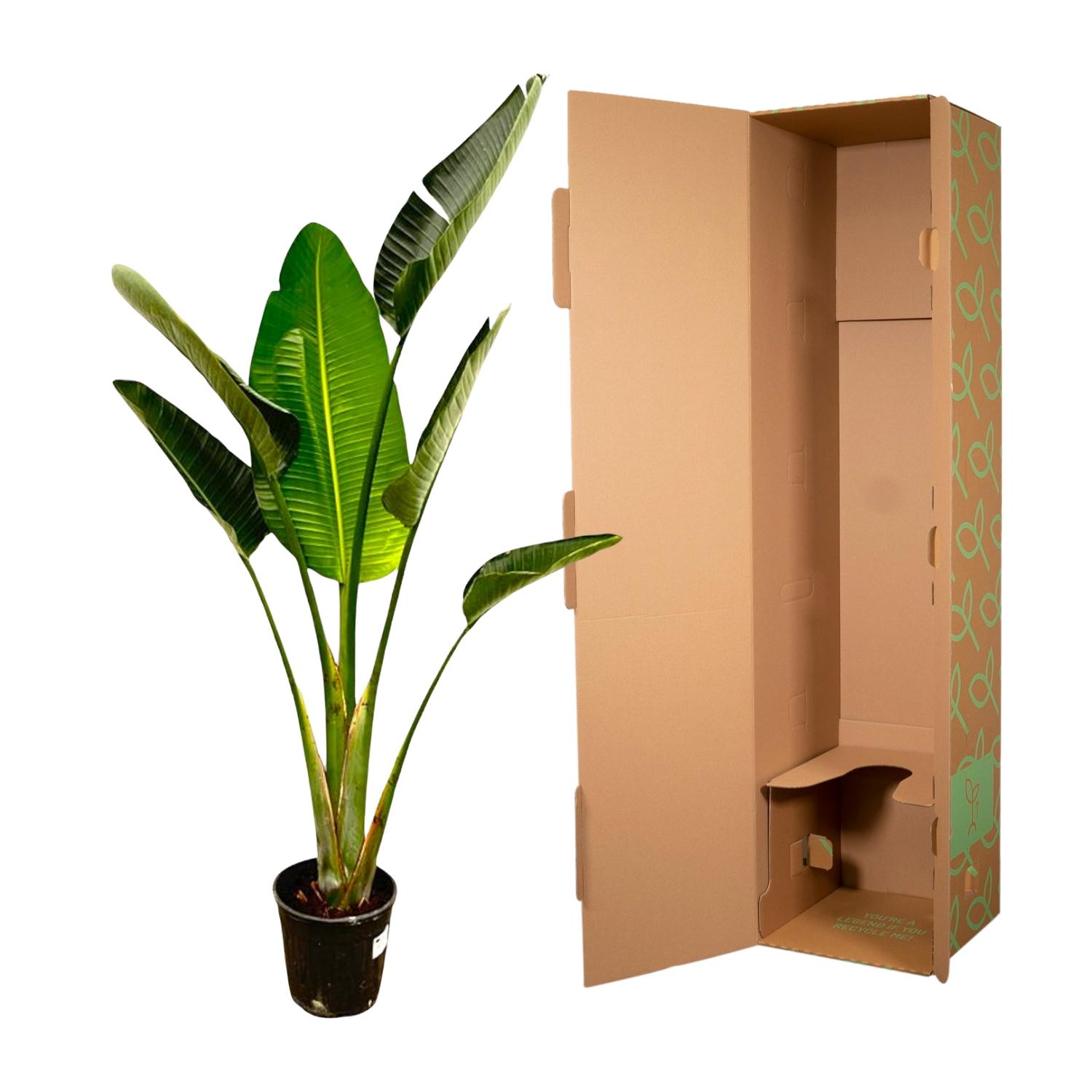 Strelitzia Augusta - 180cm - ⌀30 (8721055694038)