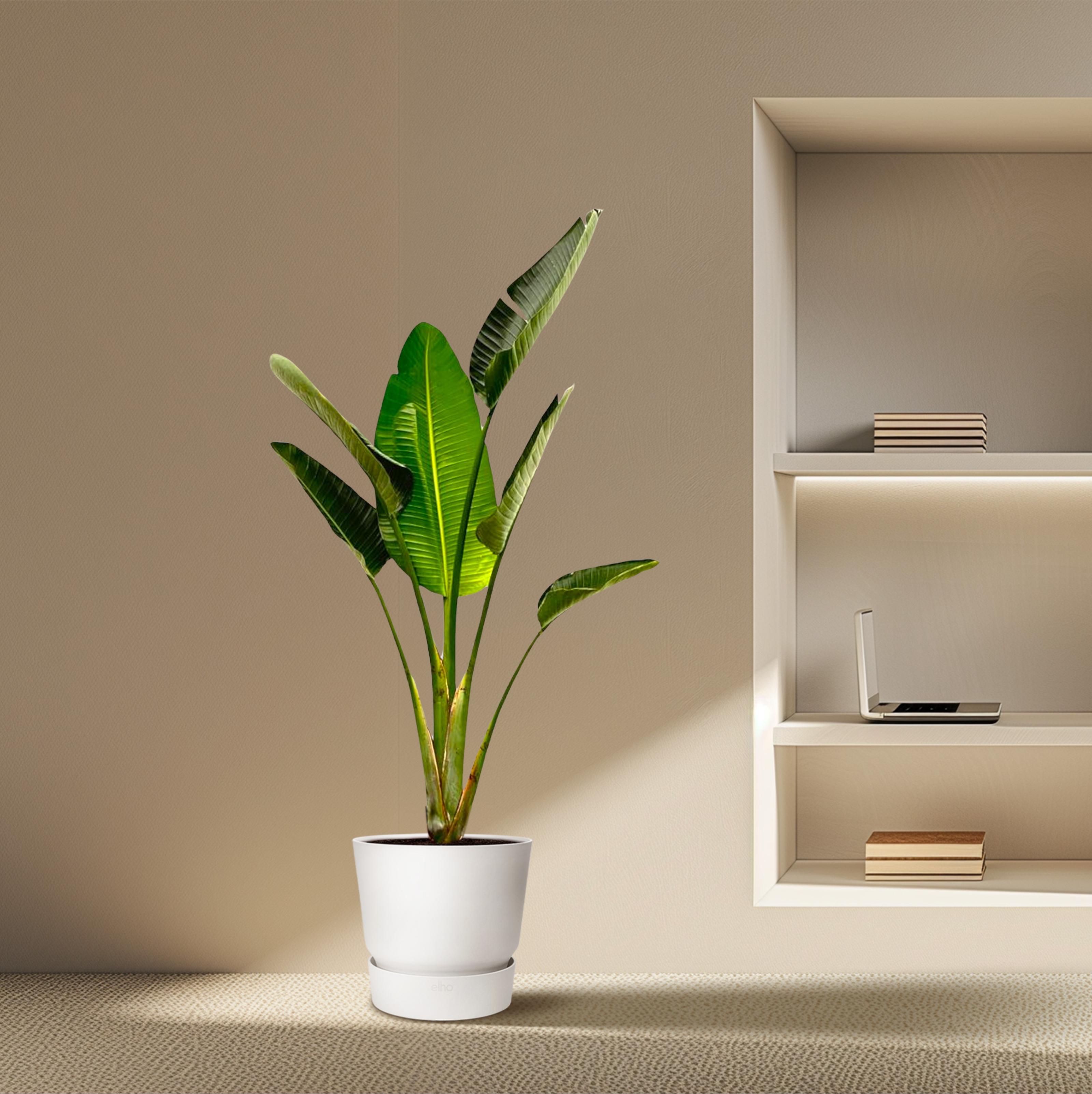 Strelitzia Augusta - 180cm - ⌀30 (8721055694038)