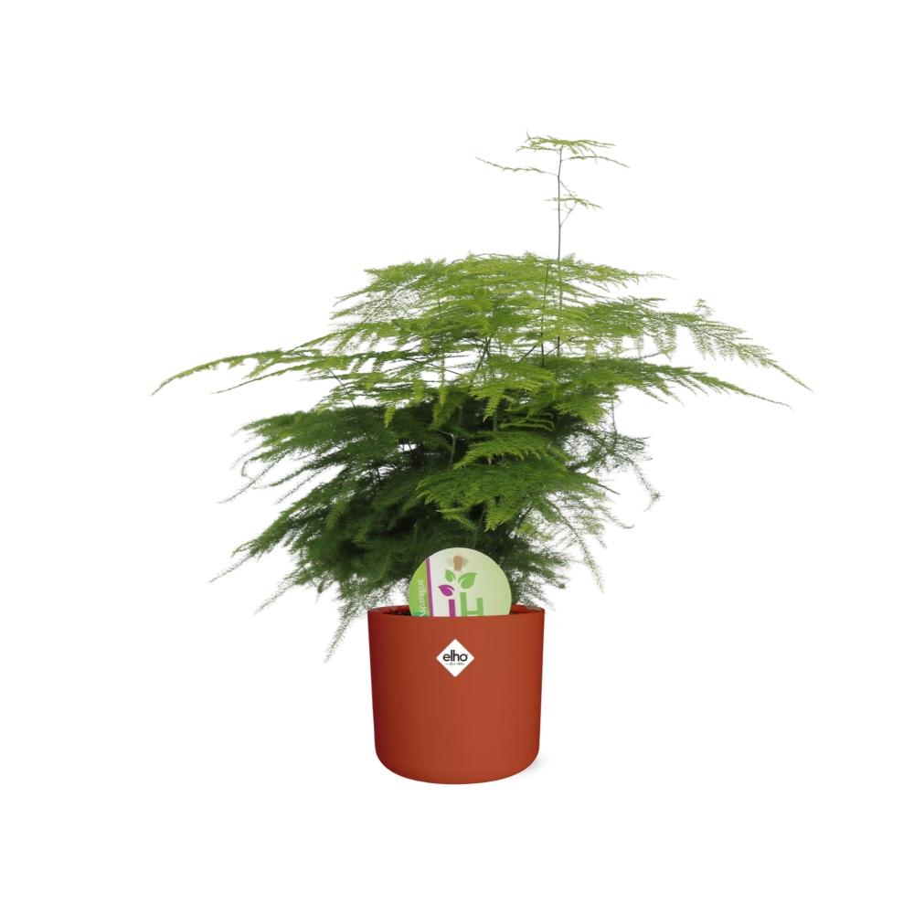 Asparagus ‘Plumosus’ in ELHO b.for soft rond 14cm brique (21485)