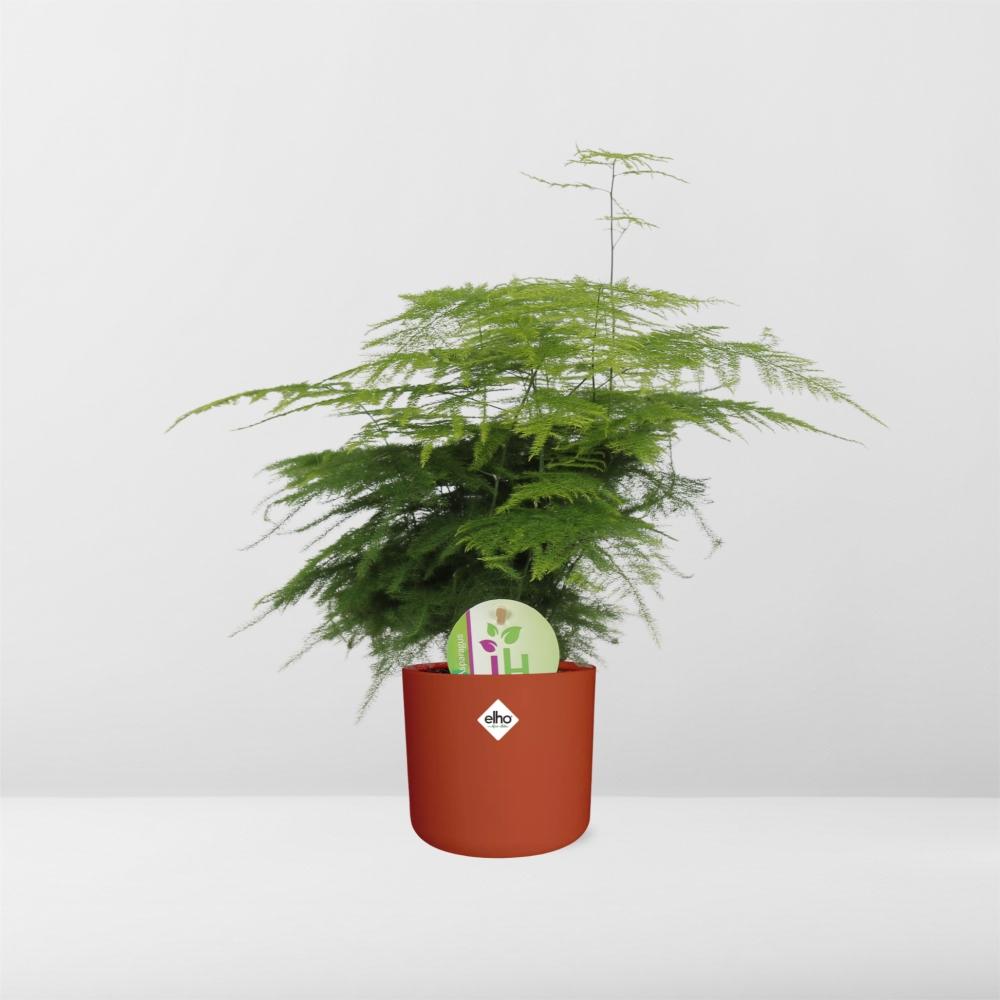 Asparagus ‘Plumosus’ in ELHO b.for soft rond 14cm brique (21485)