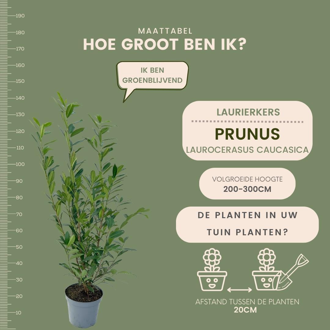 Plants by frank Grote Laurierkers Planten Caucasica voor 10 strekkende meter haag - 12L - 25 x | ↨ 100-125 cm (8721001420841)