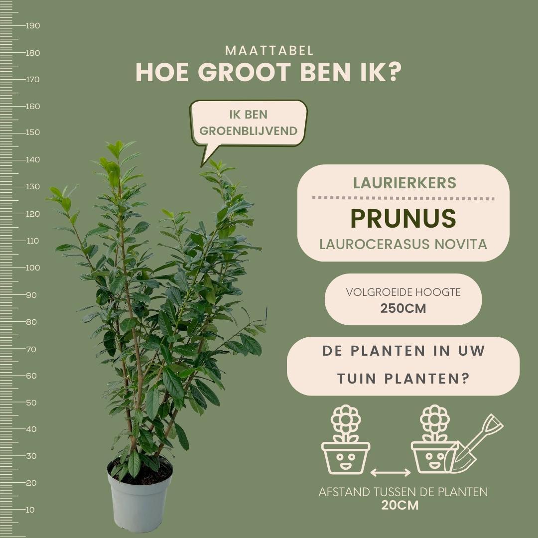 Plants by frank Grote Laurierkers Planten Novita voor 10 strekkende meter haag | - 15L - 20x | ↨ 125-150 cm (8721001420834)