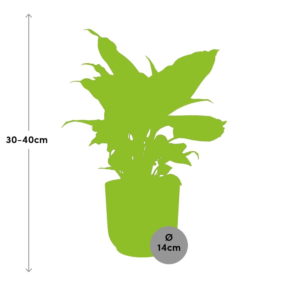 Dieffenbachia ‘Camilla’ in ELHO Vibes Fold 14cm roze (21797)