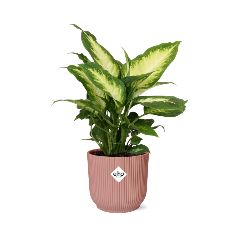 Dieffenbachia ‘Camilla’ in ELHO Vibes Fold 14cm roze (21797)