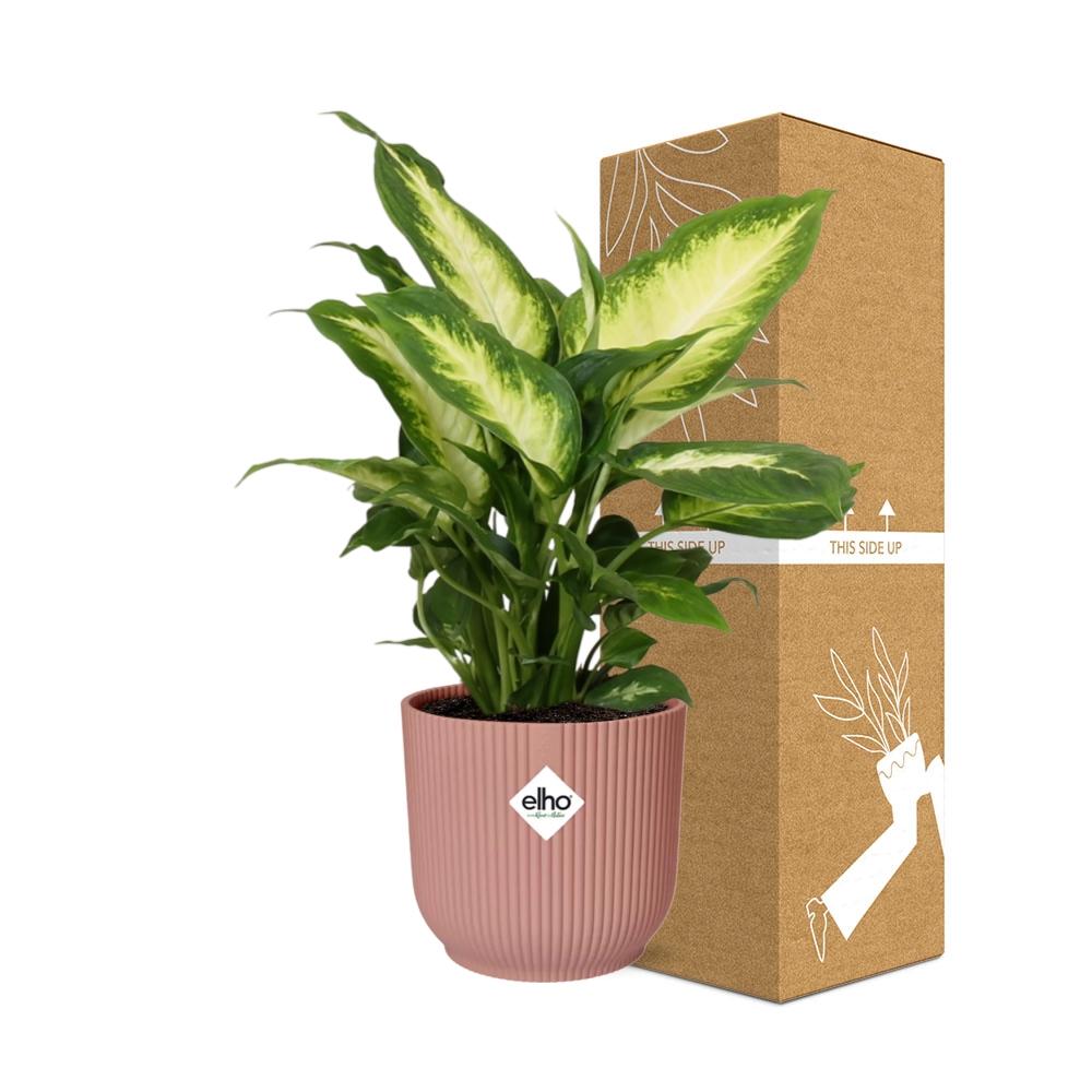 Dieffenbachia ‘Camilla’ in ELHO Vibes Fold 14cm roze (21797)