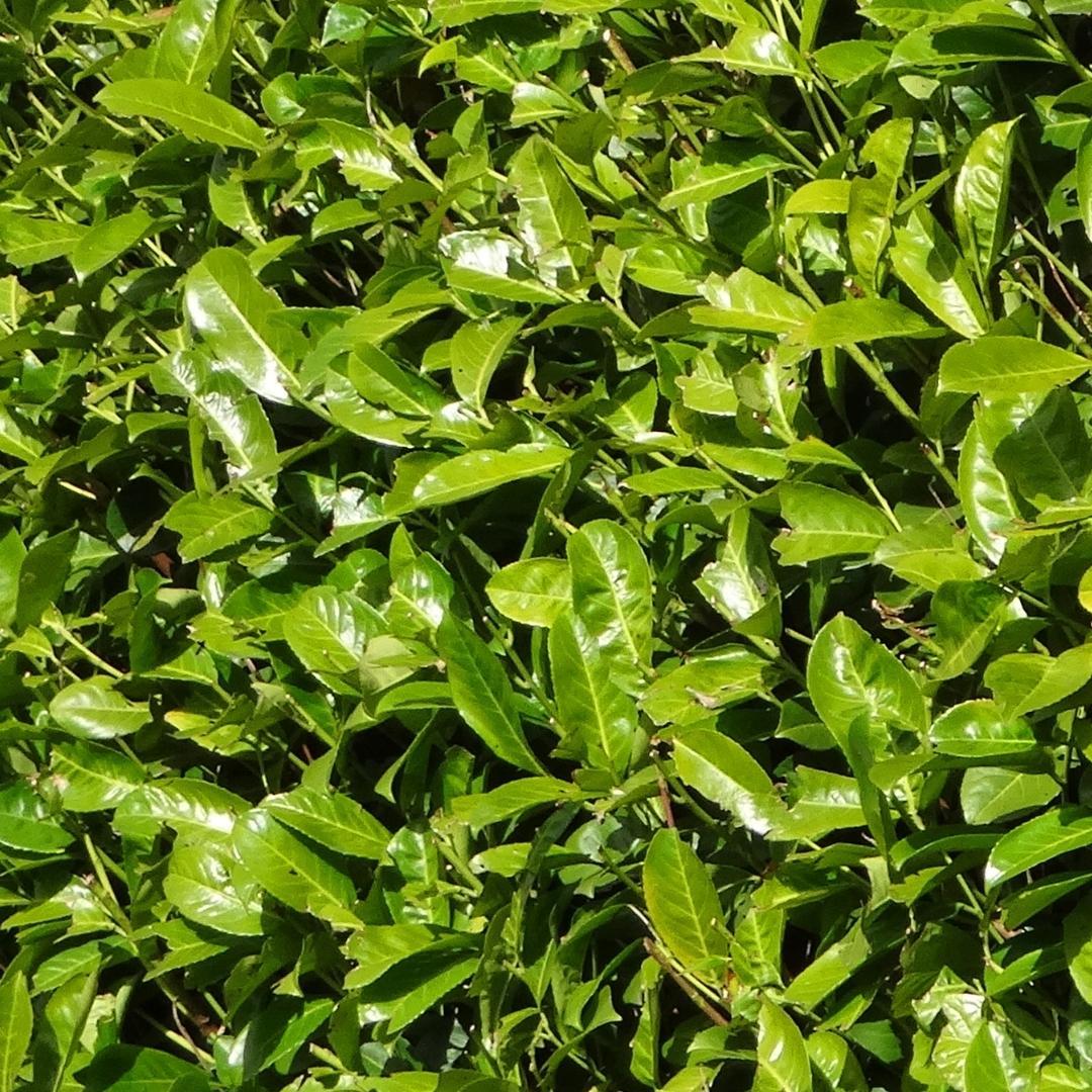Plants by frank Grote Laurierkers Rotundifolia voor 10 strekkende meter haag | - 12L - 25 x | ↨ 100-125 cm (8721001420902)