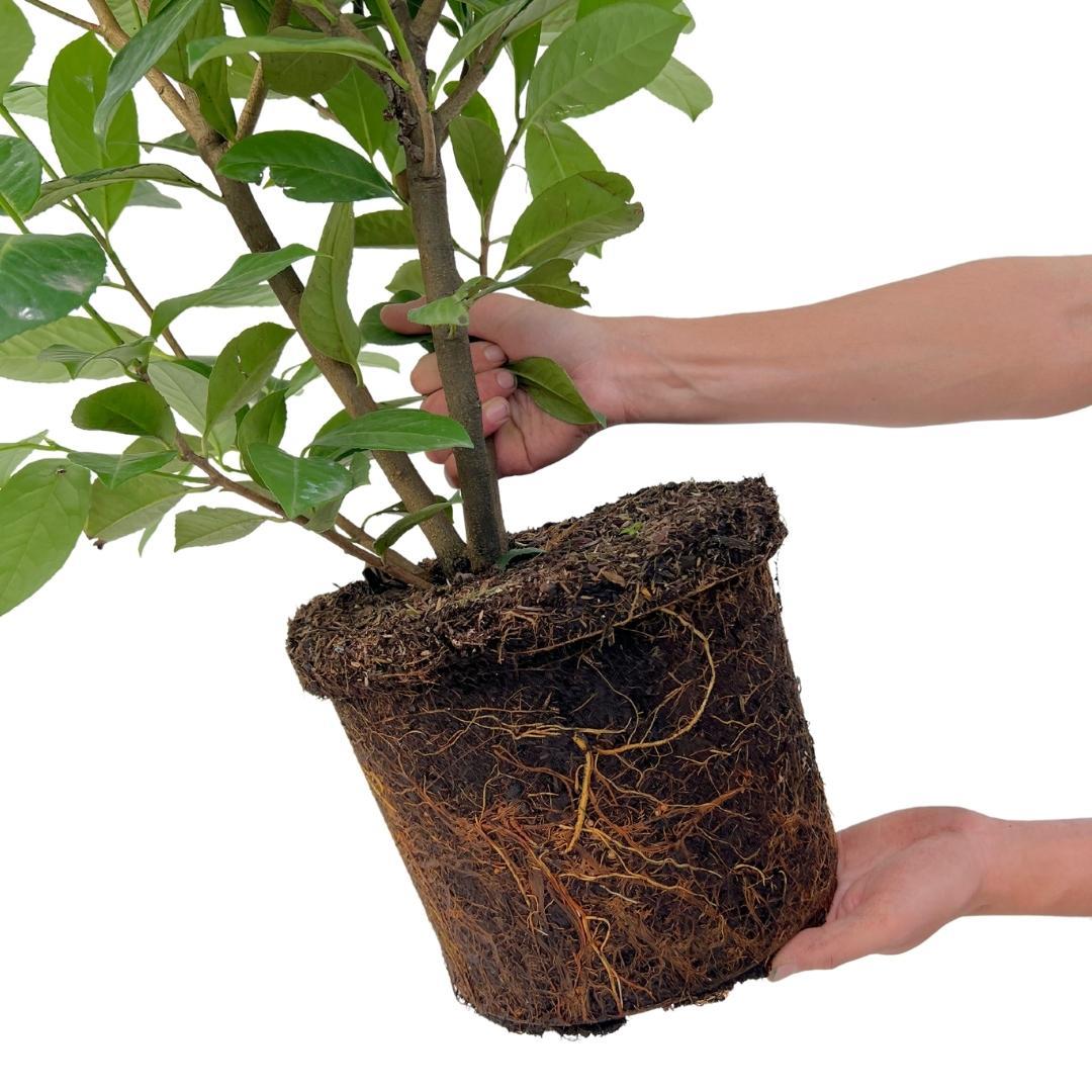 Plants by frank Grote Laurierkers Rotundifolia voor 10 strekkende meter haag | - 12L - 25 x | ↨ 100-125 cm (8721001420902)