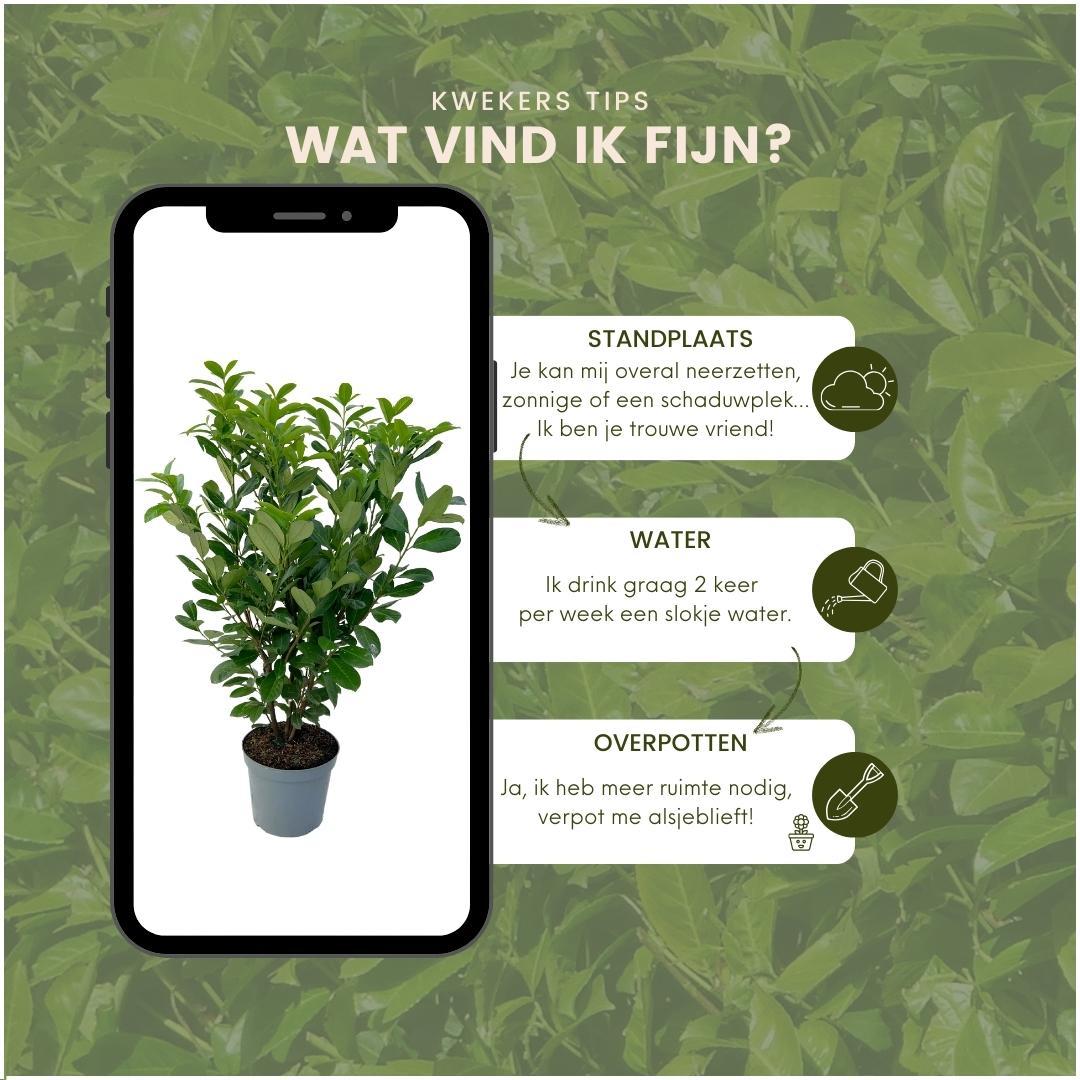 Plants by frank Grote Laurierkers Rotundifolia voor 10 strekkende meter haag | - 12L - 25 x | ↨ 100-125 cm (8721001420902)
