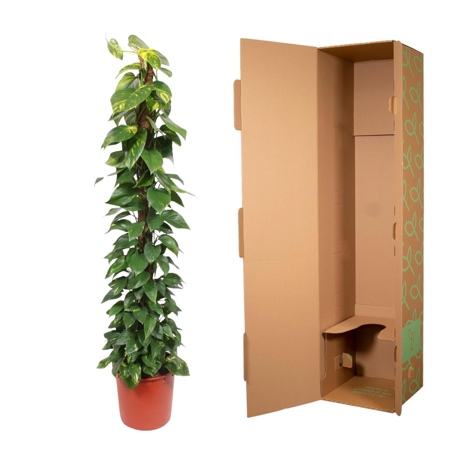 Epipremnum Aureum mosstok - 180 cm - ø34 (8721055690535)
