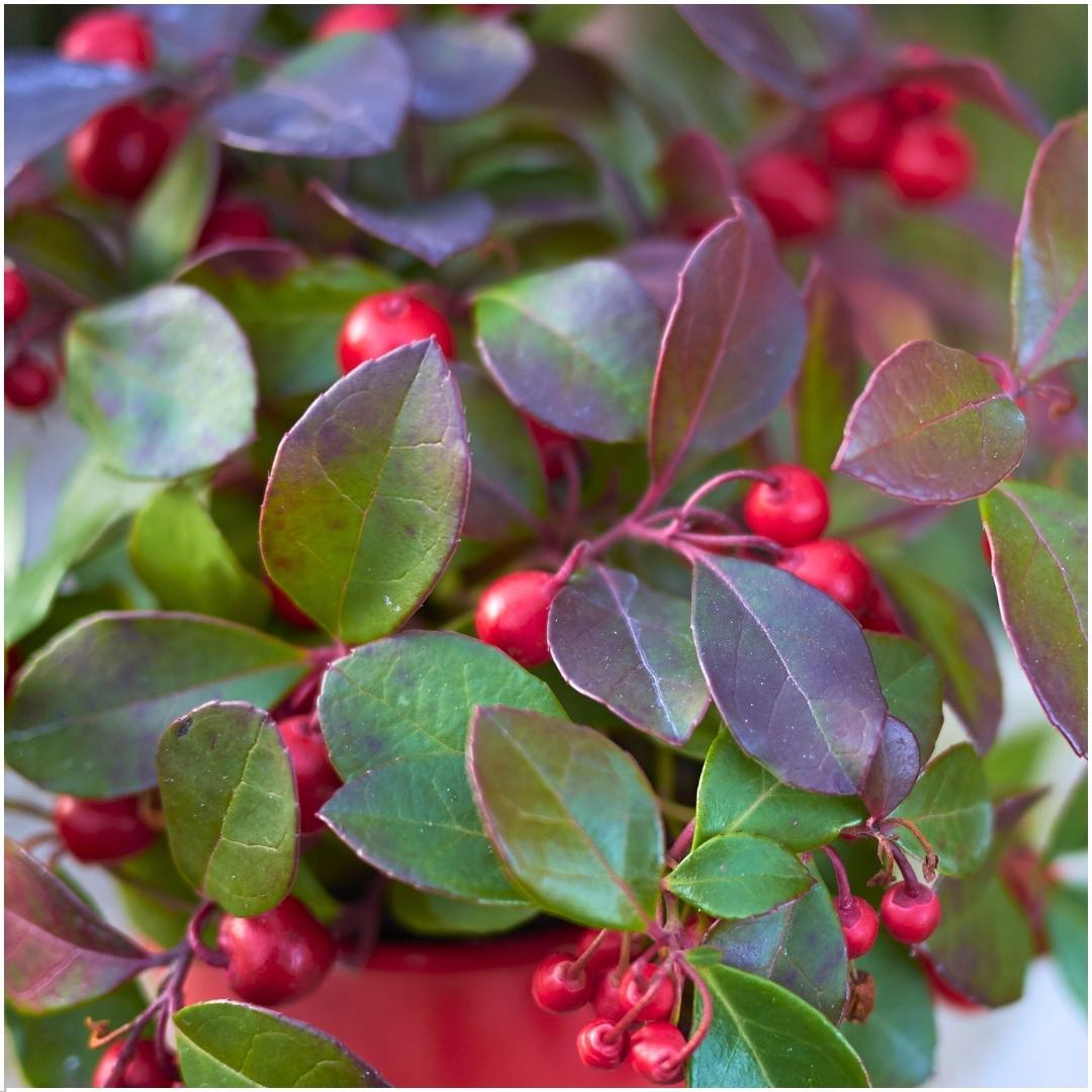 Plants by frank 6x Gaultheria procumbens 'Big Berry' | 12 cm Ø | 15-20 cm ↕ (14687)