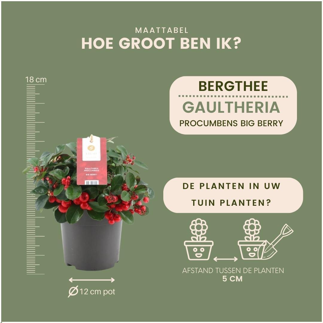 Plants by frank 6x Gaultheria procumbens 'Big Berry' | 12 cm Ø | 15-20 cm ↕ (14687)