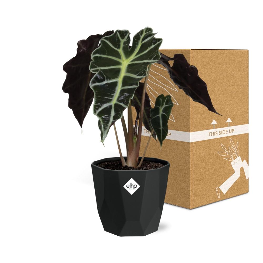Alocasia ‘Polly’ in 14cm b.for rock living black (21667)