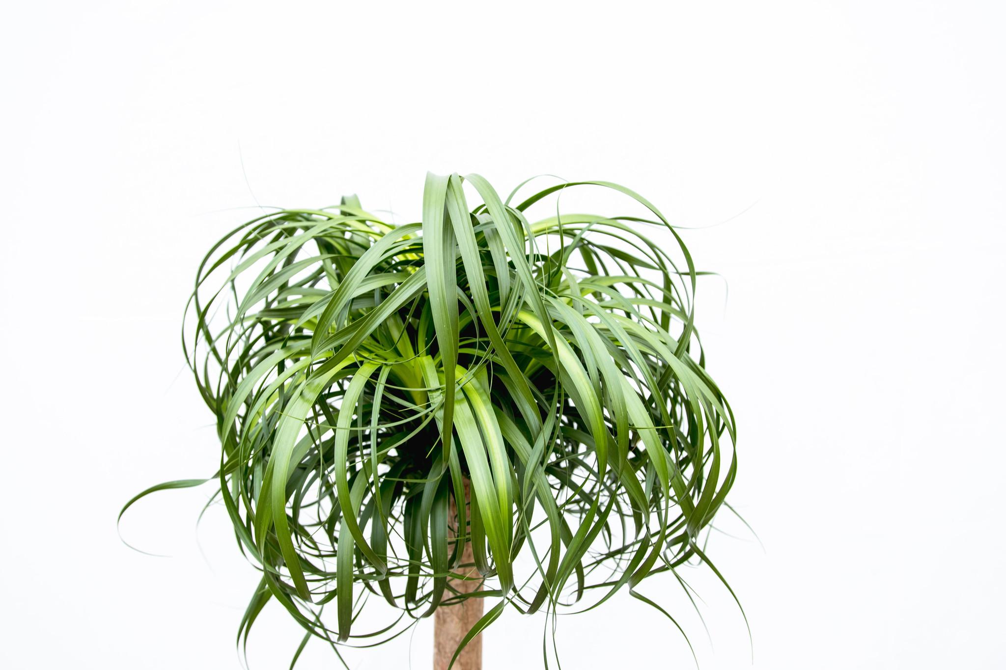 Beaucarnea XXL - 200cm (14129)