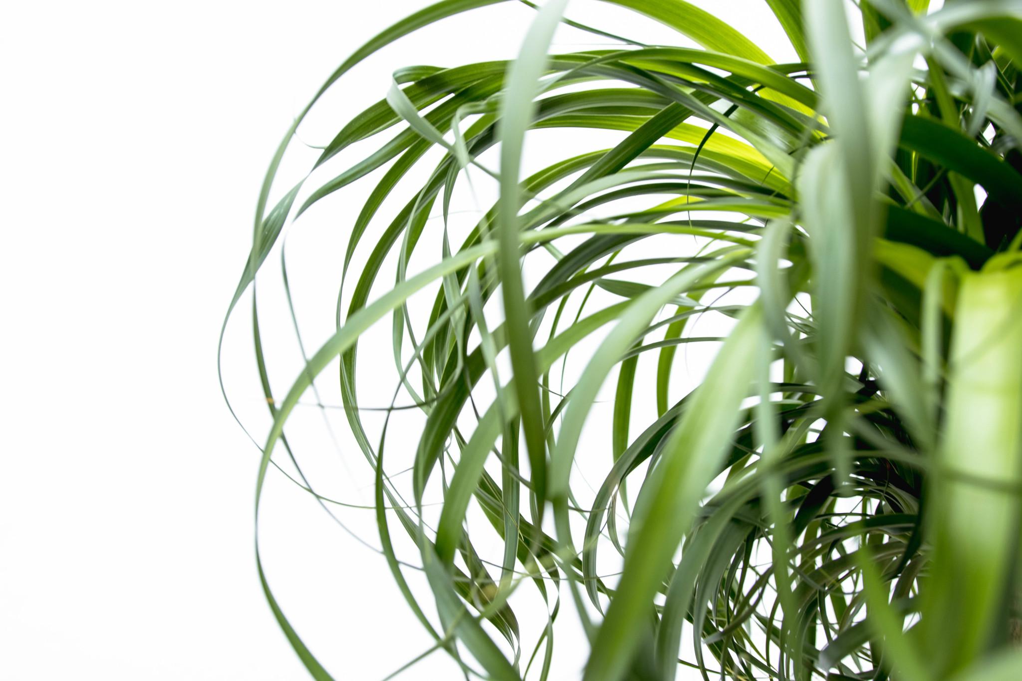 Beaucarnea XXL - 200cm (14129)