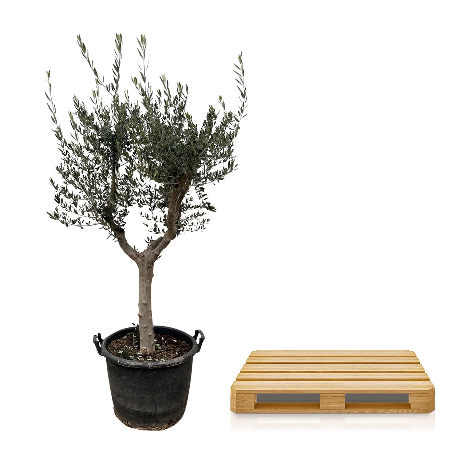 Olea Europaea Cultivo - 230cm- Ø45 (8721055693857)