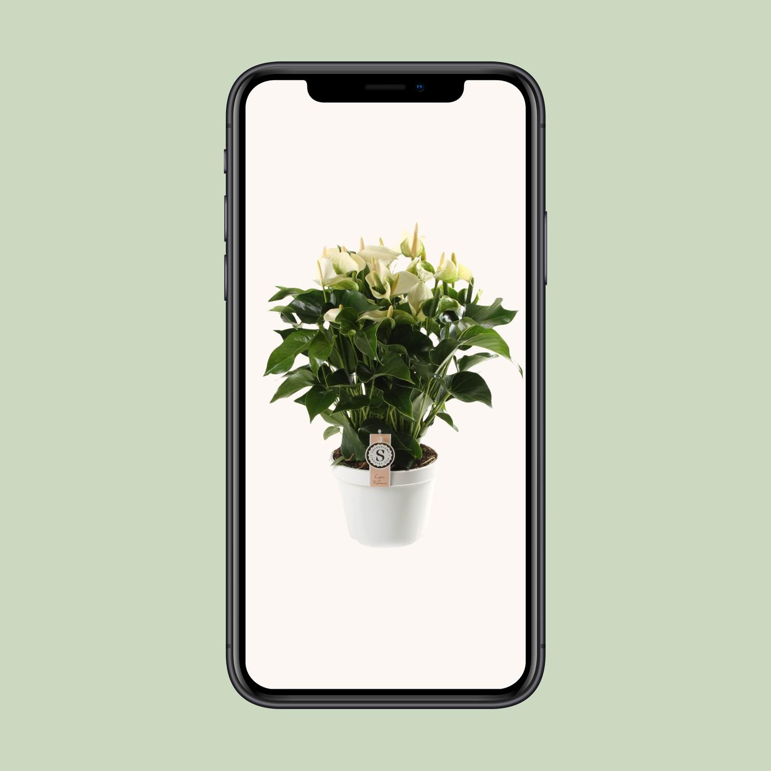 Anthurium White Champion 21cm (22593)