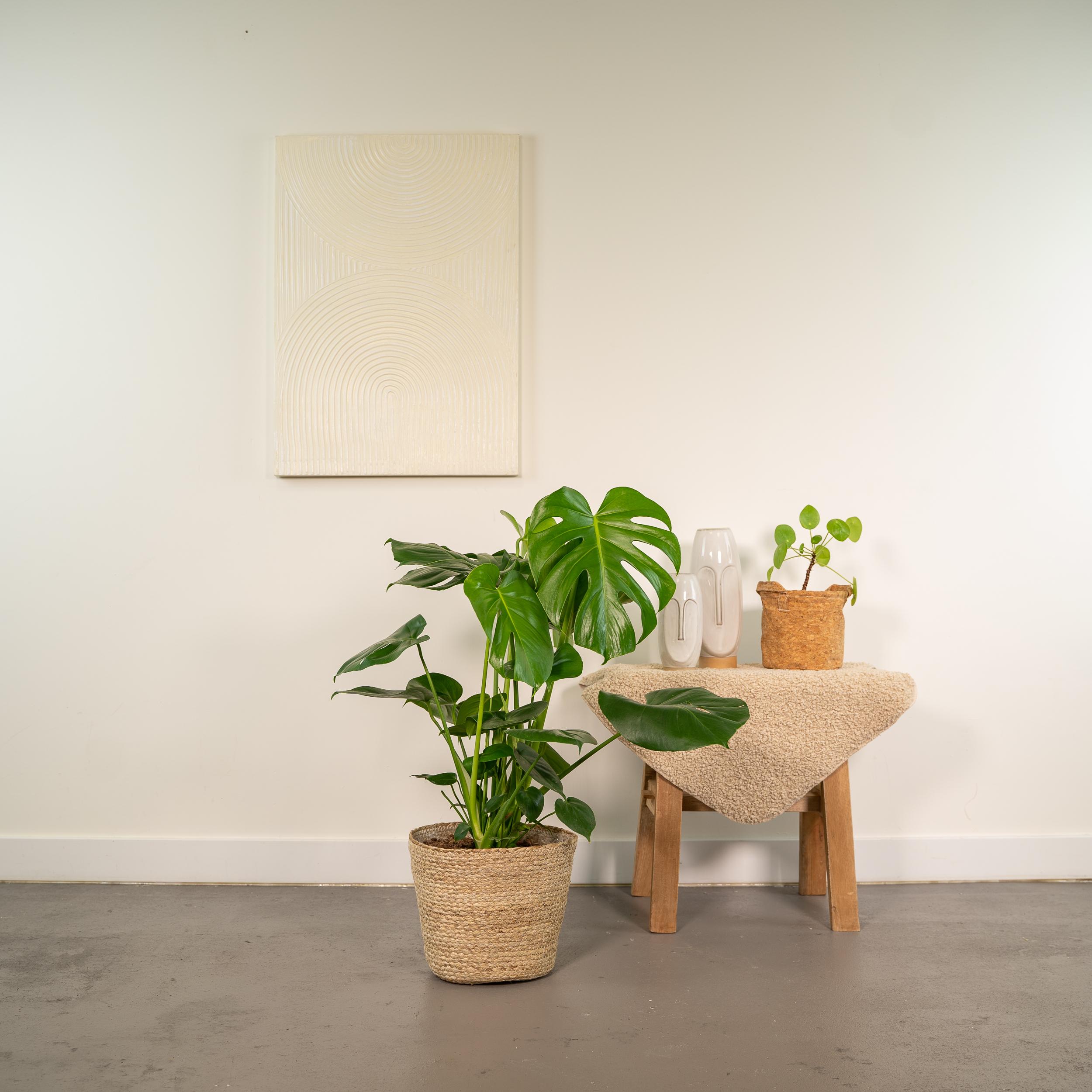 Monstera Deliciosa - ↨80cm - Ø21cm + Mand Selin (8720634289597)