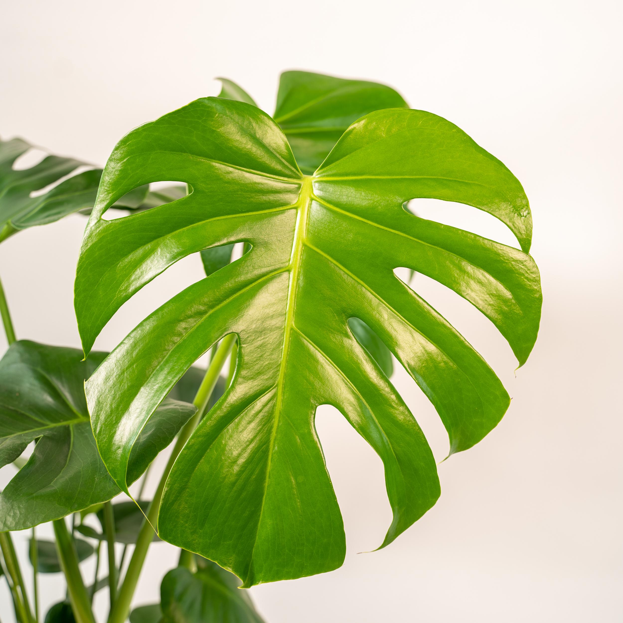 Monstera Deliciosa - ↨80cm - Ø21cm + Mand Selin (8720634289597)
