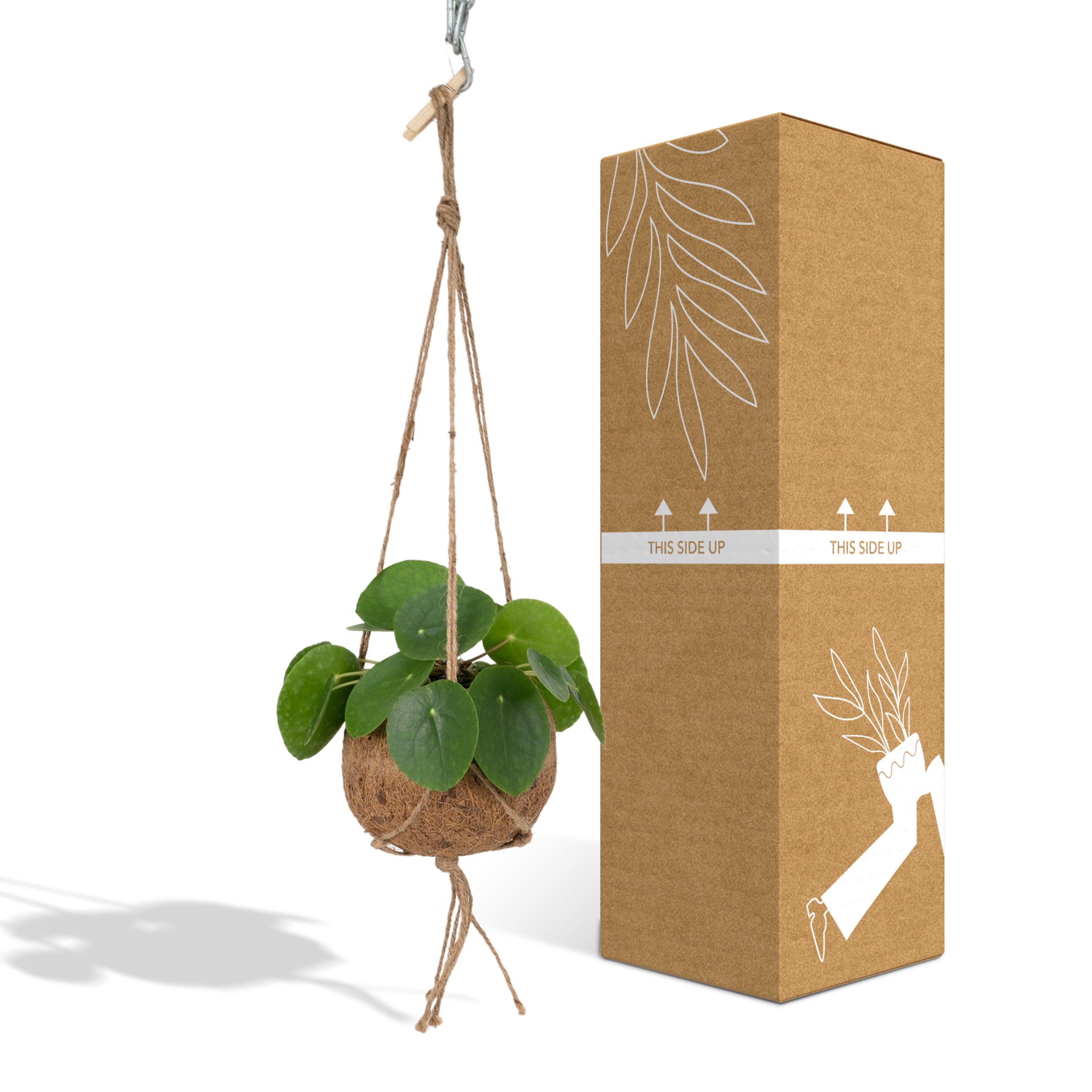 Kokodama Pilea Peperomiodes (8720634287623)