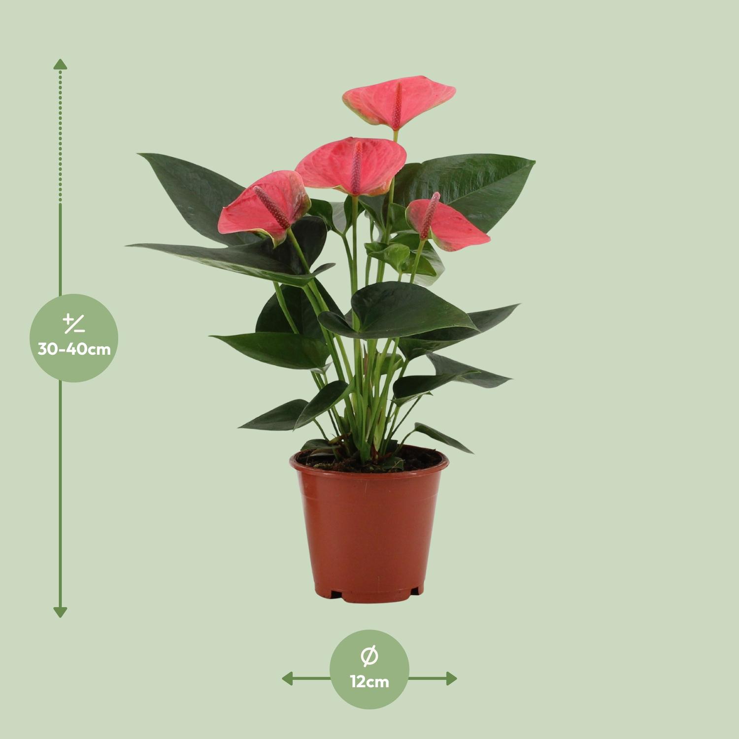 Anthurium Sweet Dream In Transparant Sleeve (28828)