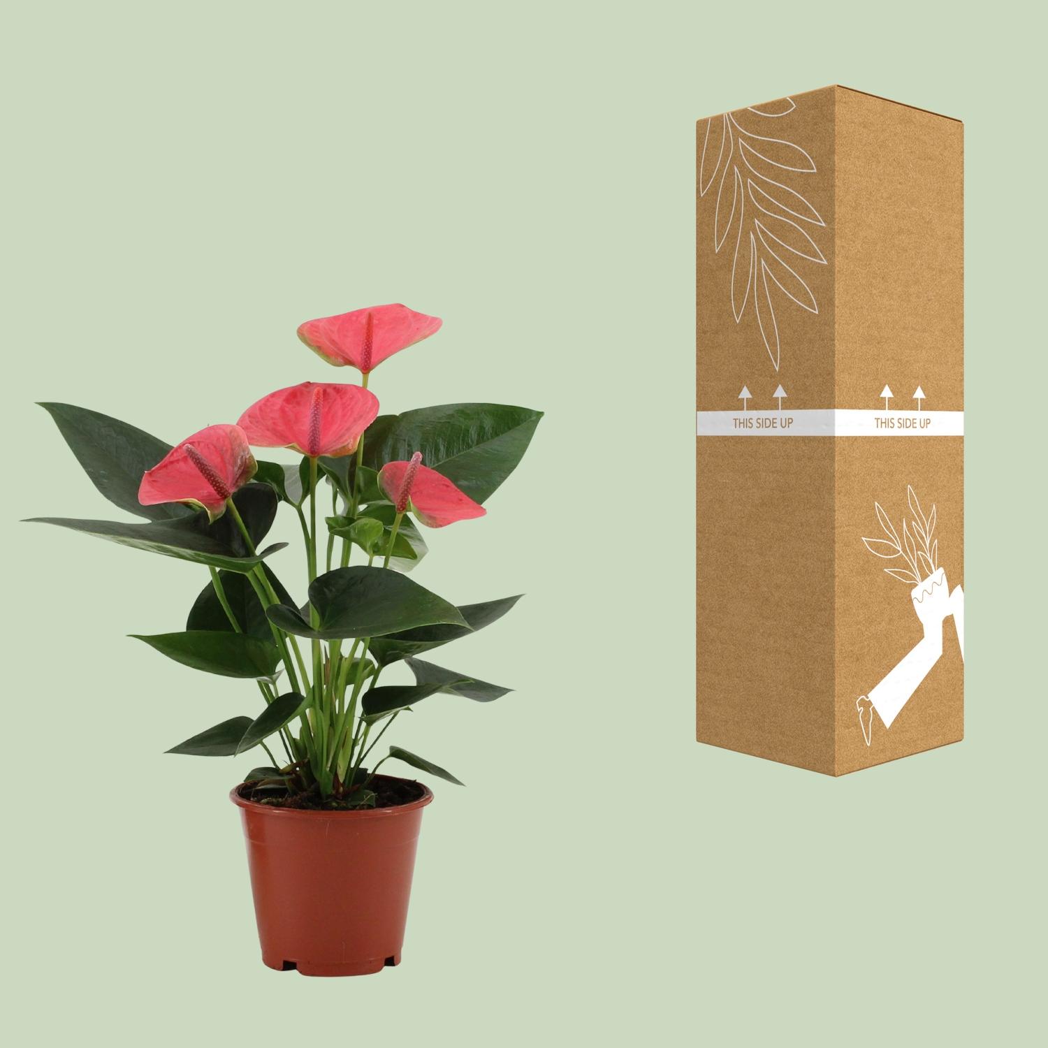Anthurium Sweet Dream In Transparant Sleeve (28828)