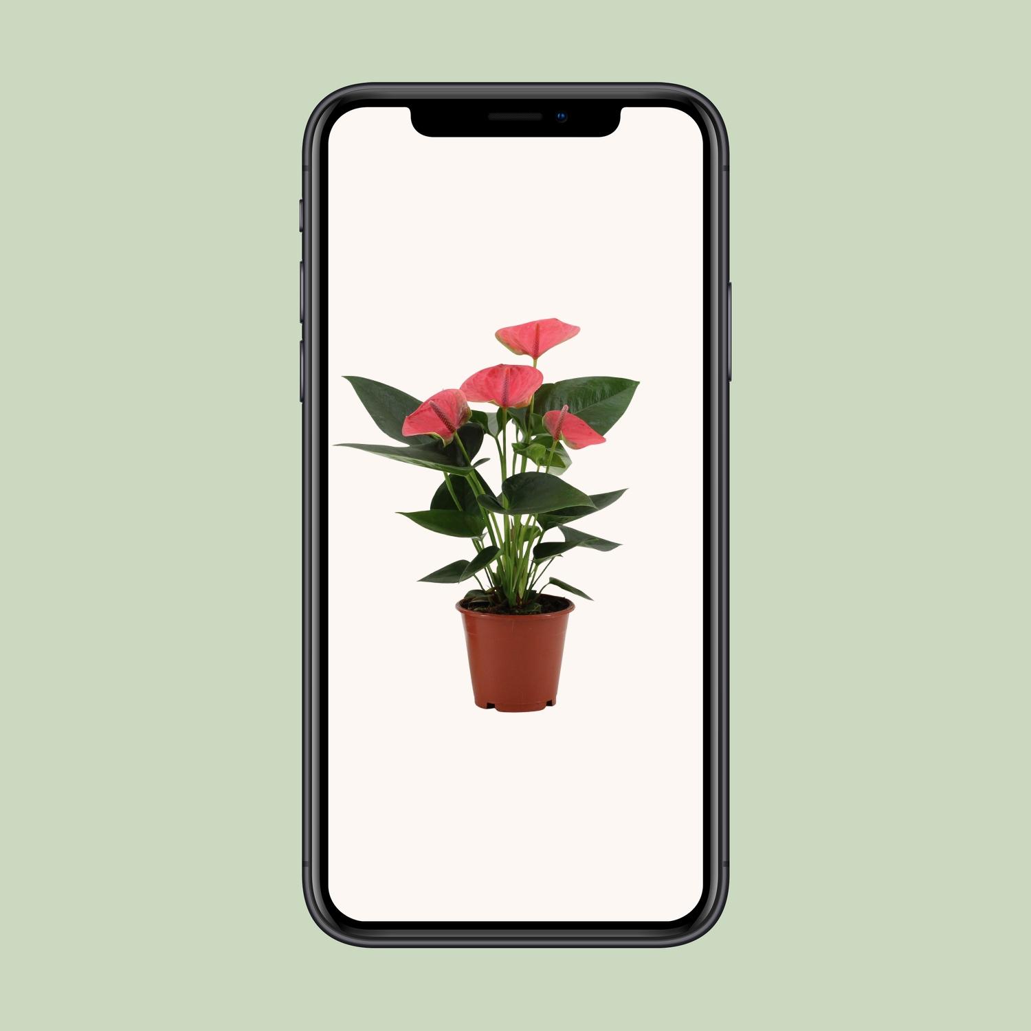 Anthurium Sweet Dream In Transparant Sleeve (28828)
