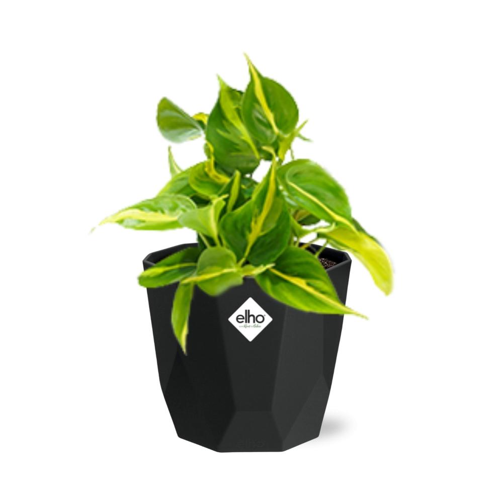 Philodendron Scandens ‘Brasil’ in 14cm b.for rock living black (21649)