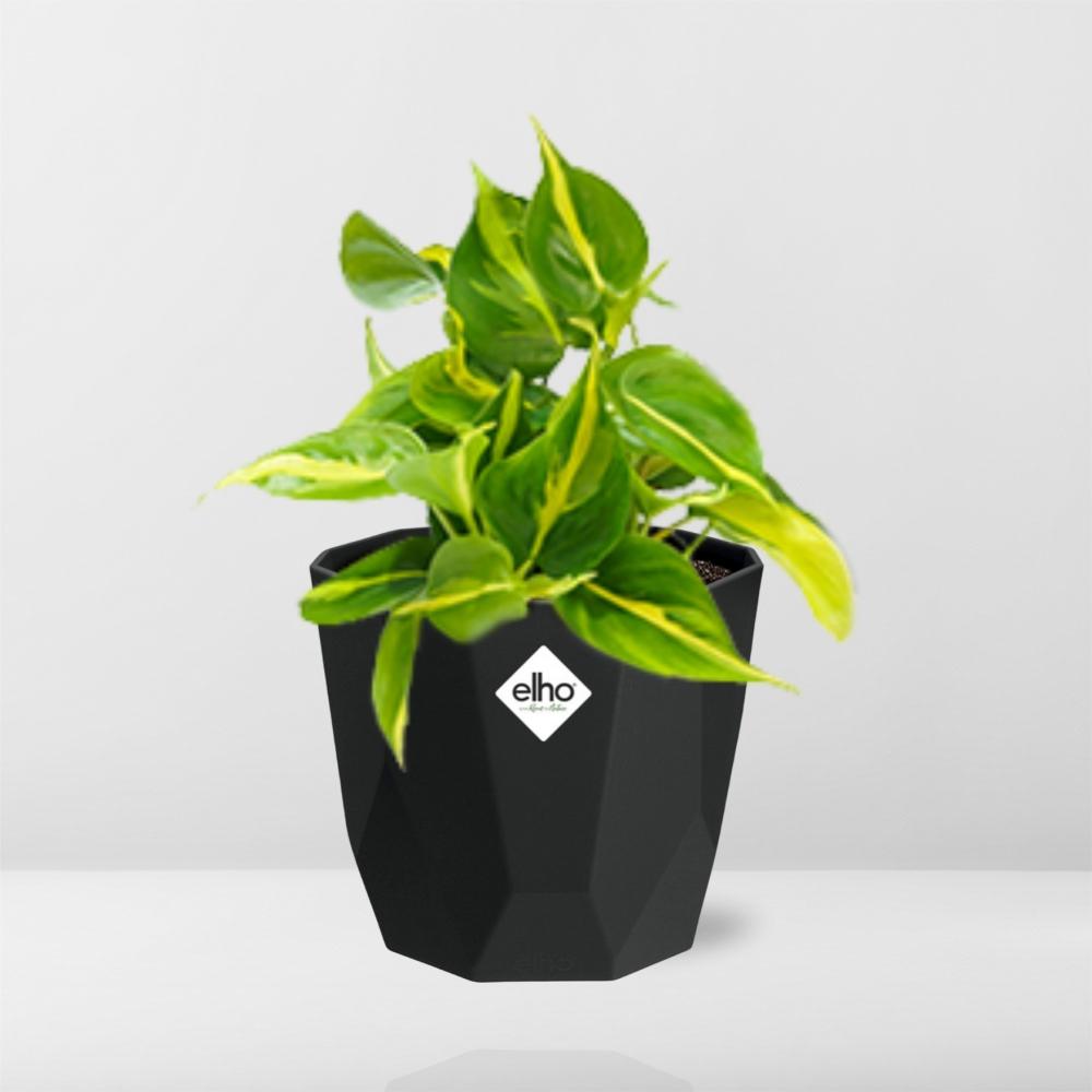 Philodendron Scandens ‘Brasil’ in 14cm b.for rock living black (21649)