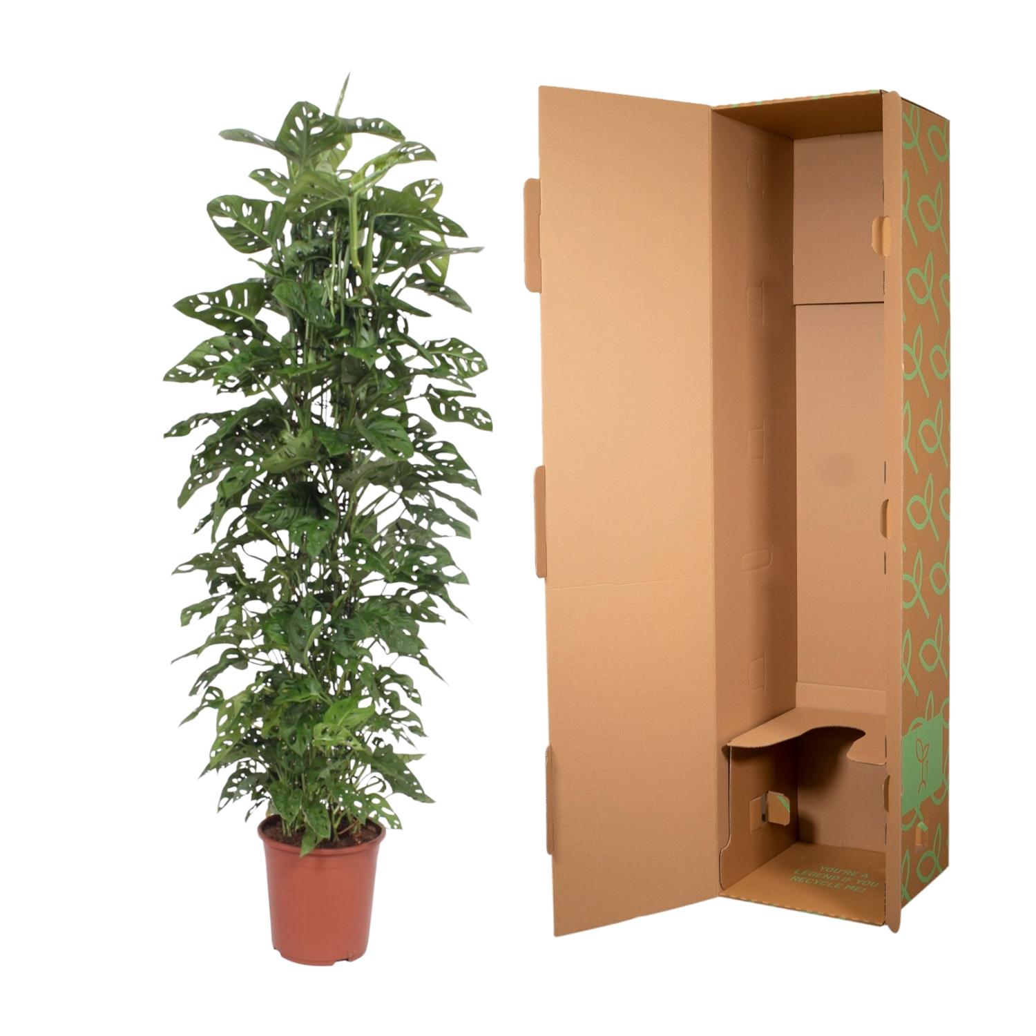 Monstera Monkey Leaf gaasrek - 180 cm - ø27 (8721055691105)