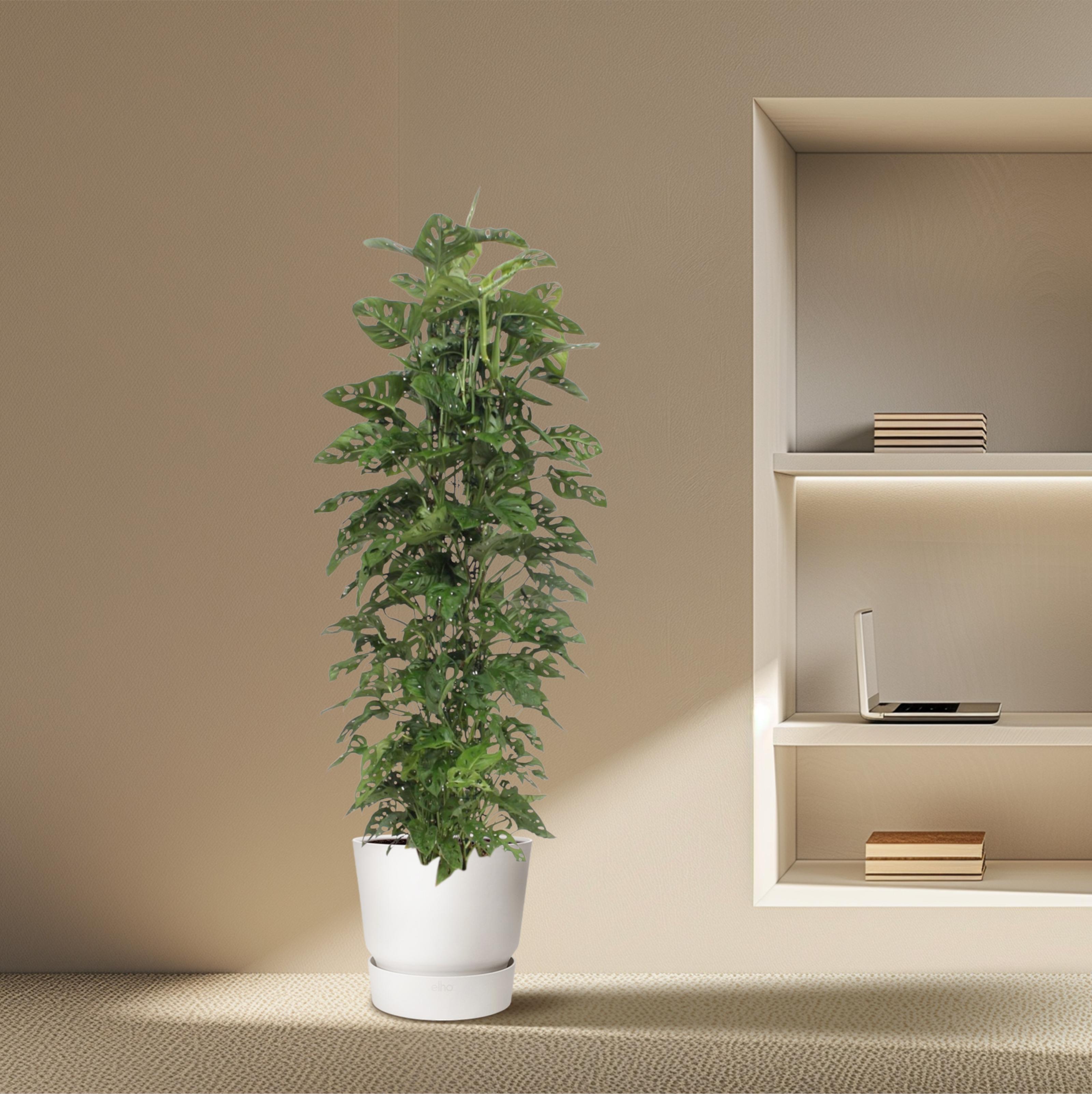 Monstera Monkey Leaf gaasrek - 180 cm - ø27 (8721055691105)