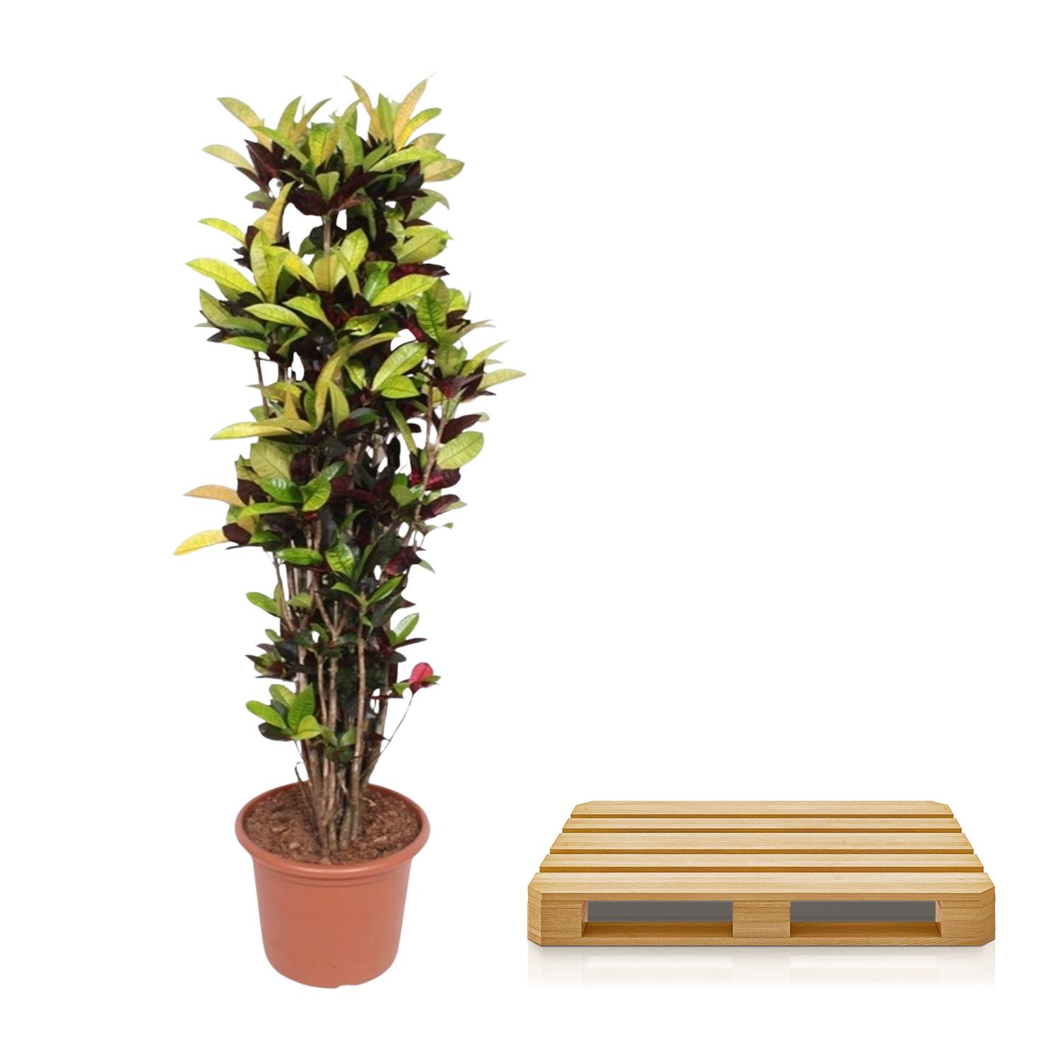 Codiaeum Iceton (Croton Iceton) - 190 cm - ø45 (8721055690054)