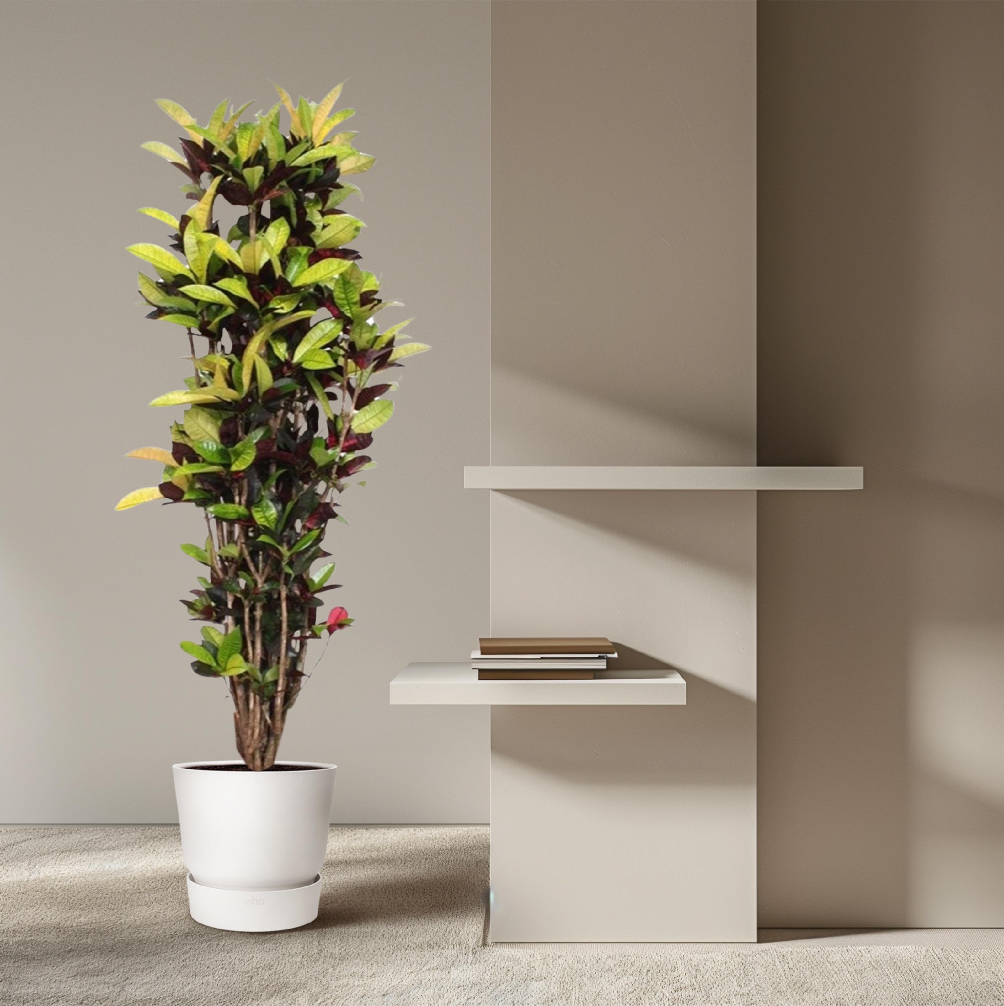 Codiaeum Iceton (Croton Iceton) - 190 cm - ø45 (8721055690054)