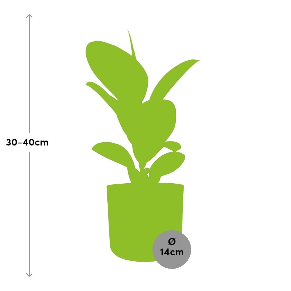 Ficus Elastica ‘Robusta’ in ELHO b.for soft rond 14cm brique (21506)