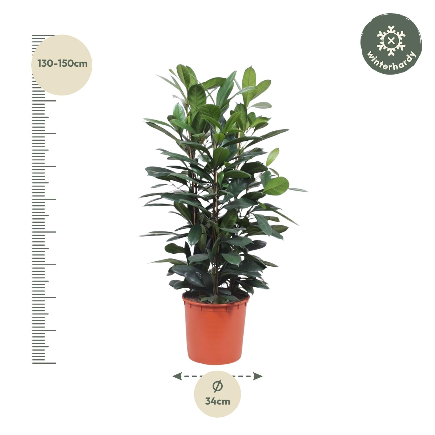 Ficus Cyathistipula struik - 140 cm - ø34 (8721055690771)