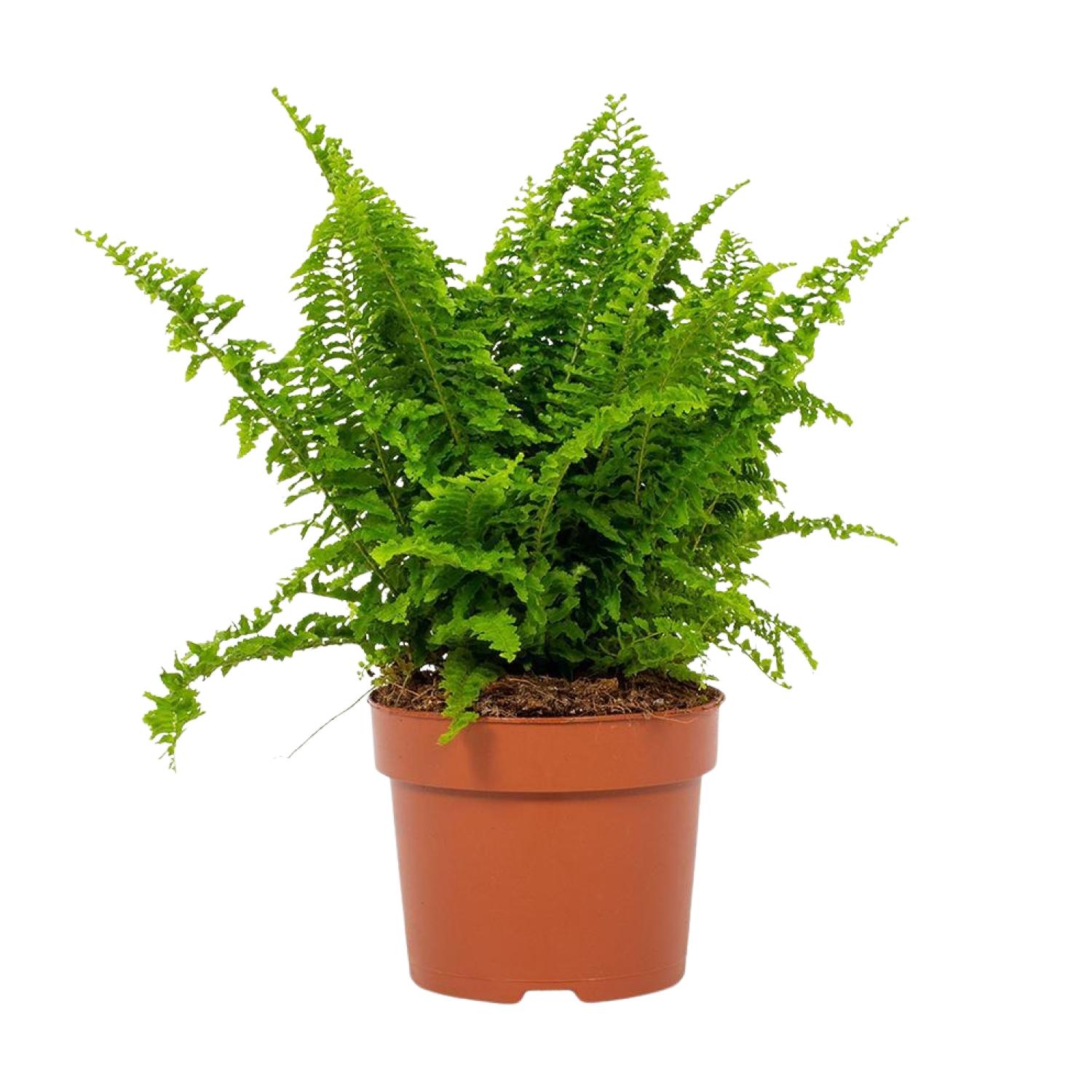 Nephrolepis Vitale 12cm (28778)