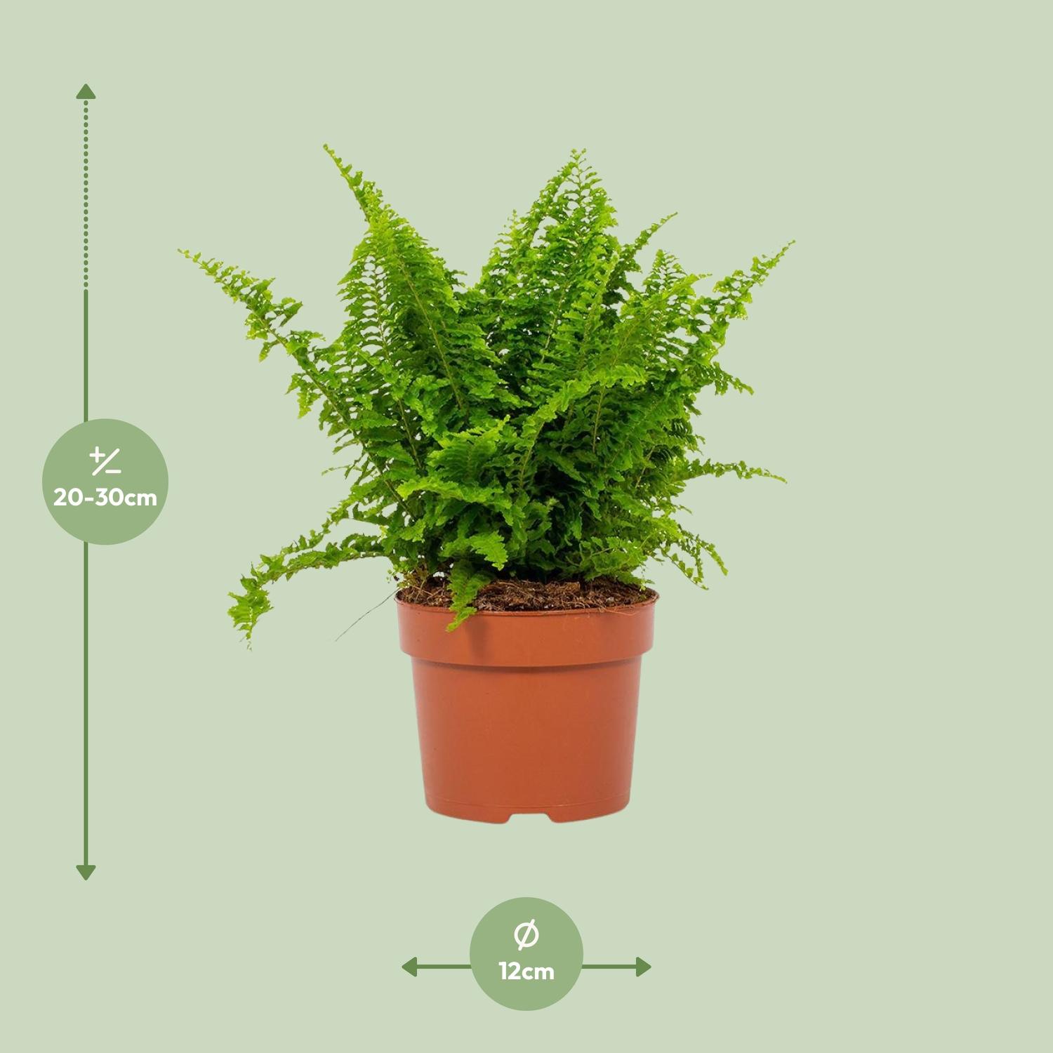 Nephrolepis Vitale 12cm (28778)