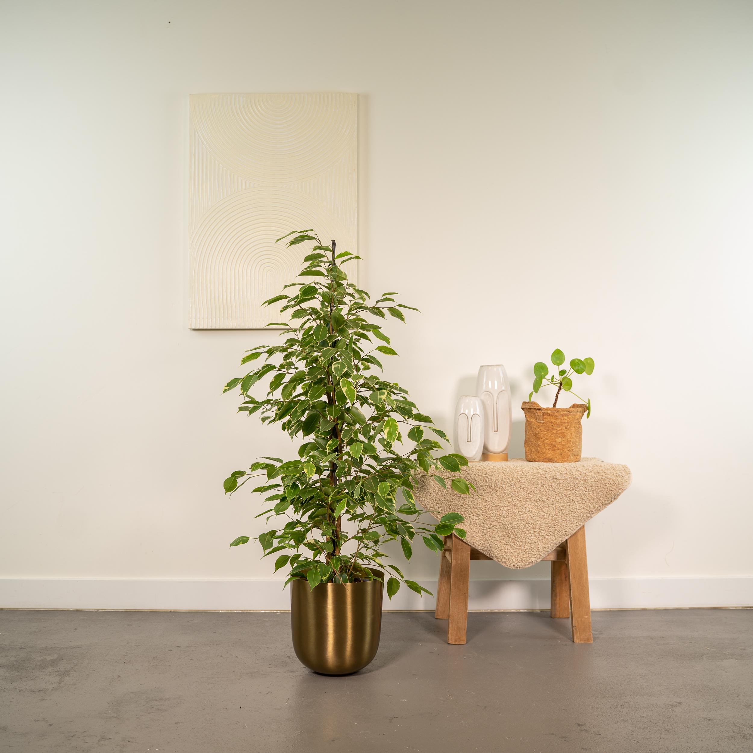 Ficus benjamina Goldenking - Pot Mayk Gold (8720634289771)