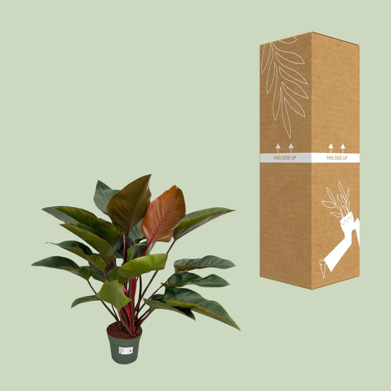 Philodendron Red Beauty (25031)