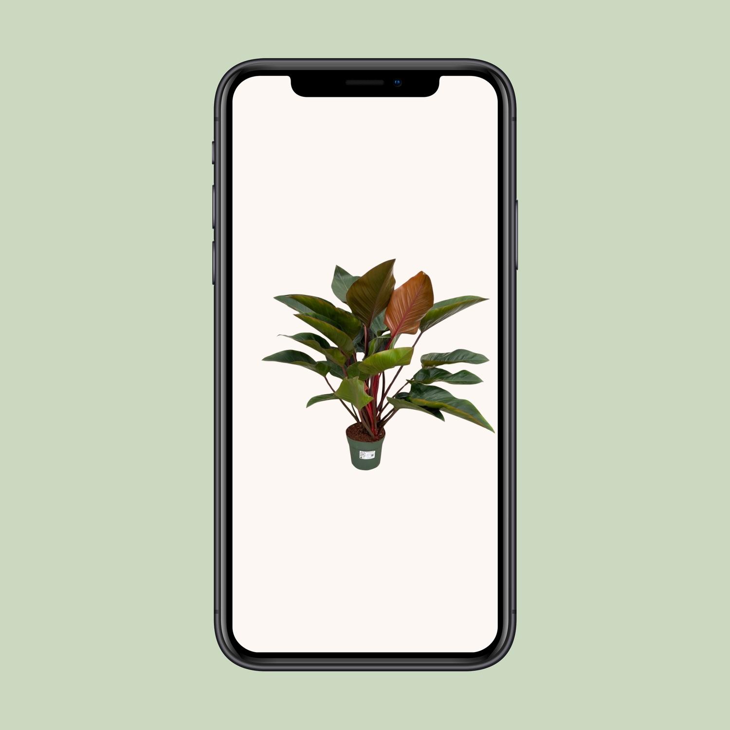 Philodendron Red Beauty (25031)