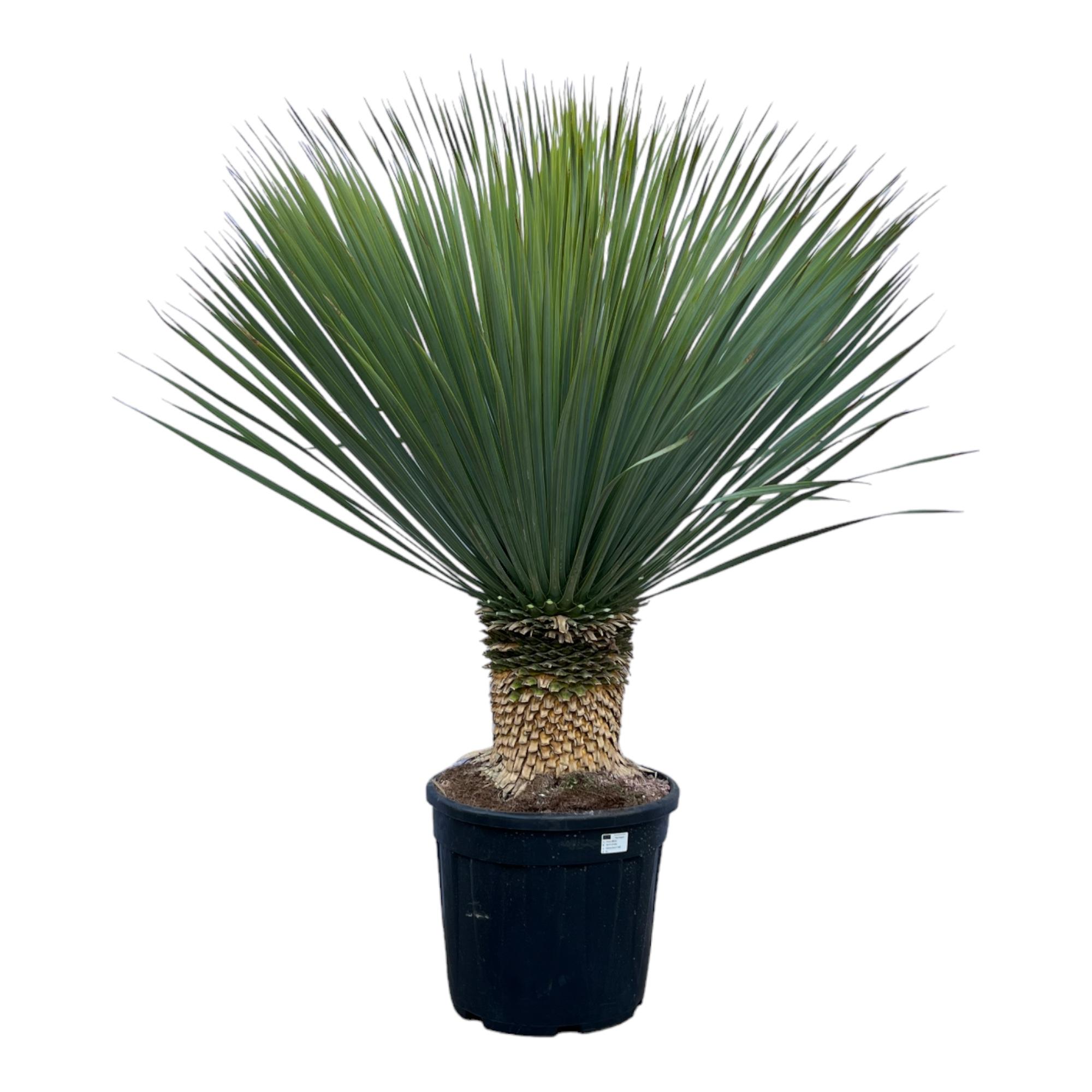Yucca Rostrata - 140 cm - Ø45 (8721081685529)