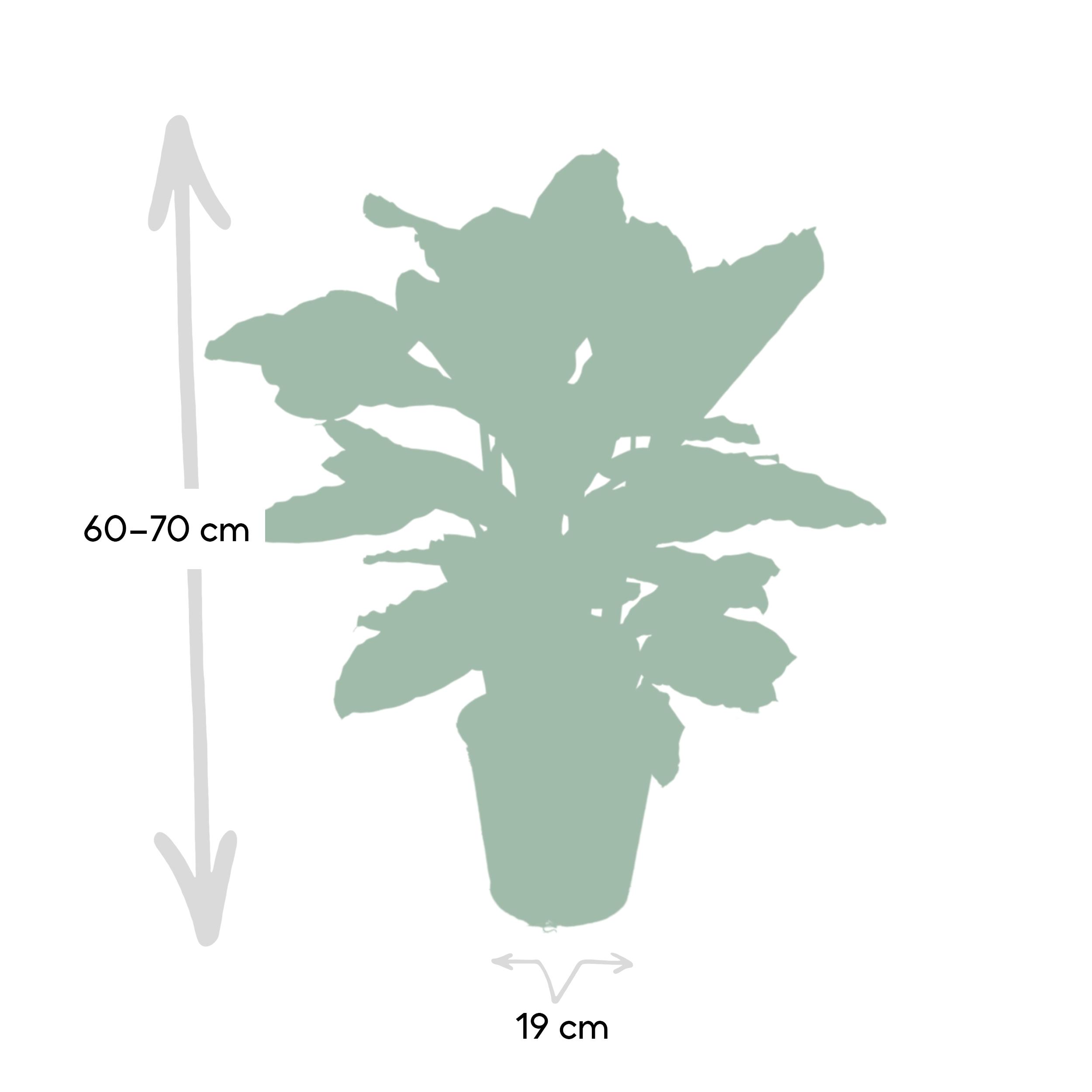 Calathea Zebrina - Pauwenplant (8720634284004)