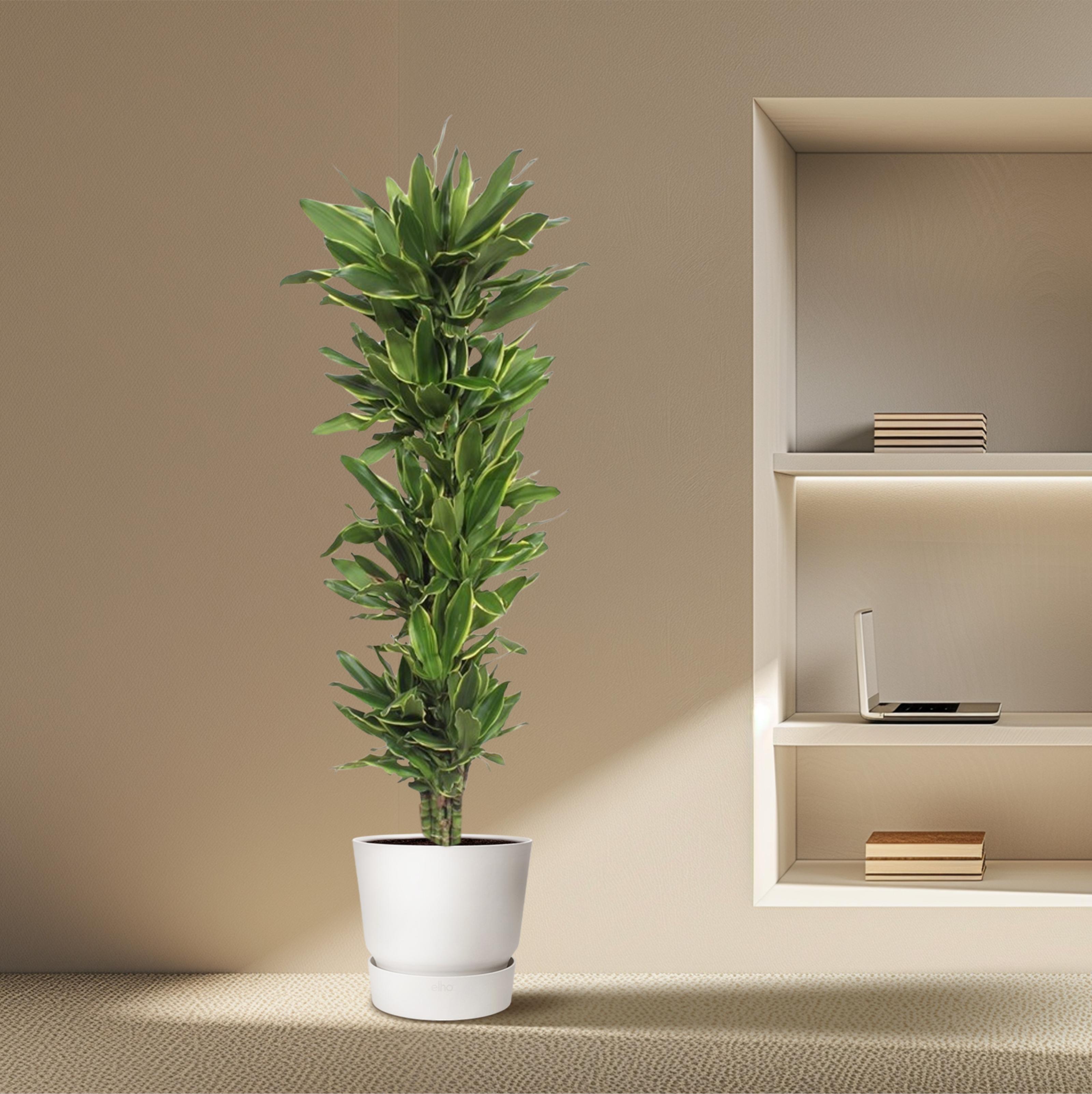 Dracaena Golden Coast - 200 cm - ø34 (8721055690160)