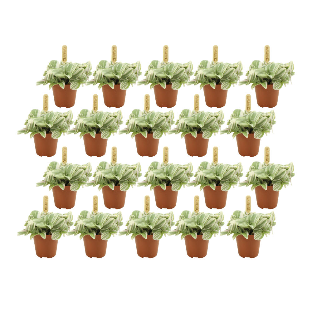 Tradescantia Tenderness - 20 stuks (23412)