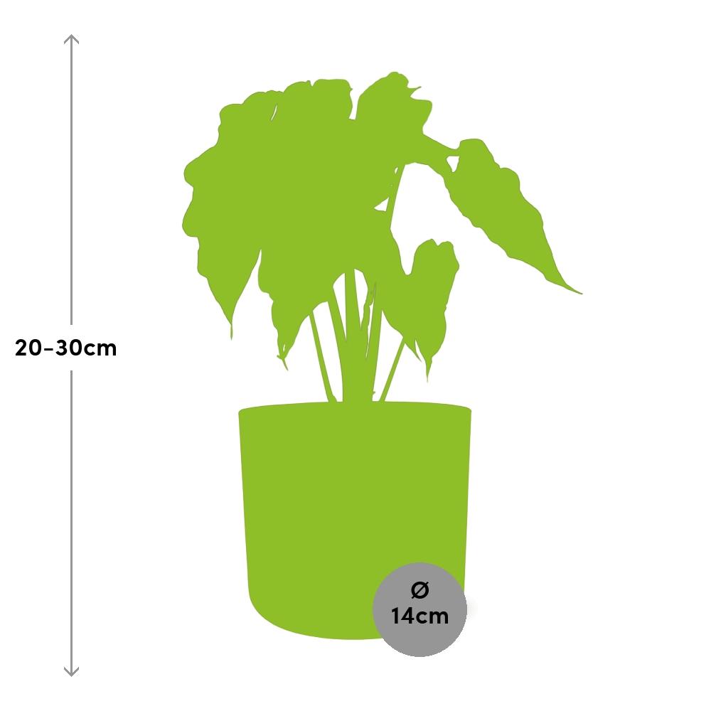 Alocasia ‘Polly’ in ELHO b.for soft rond 14cm brique (21501)