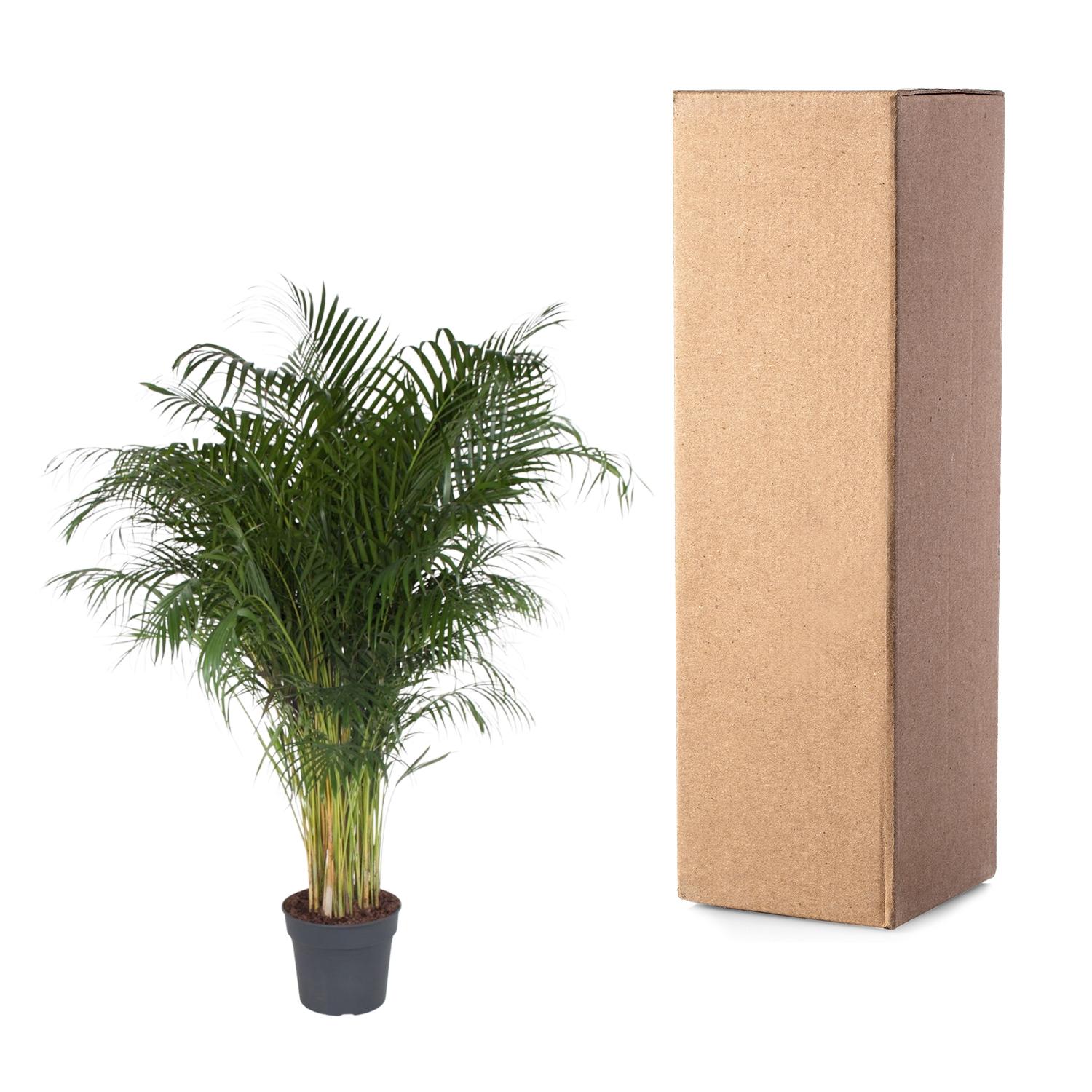 Dypsis Lutescens - 200 cm - ø34 (8721055692805)