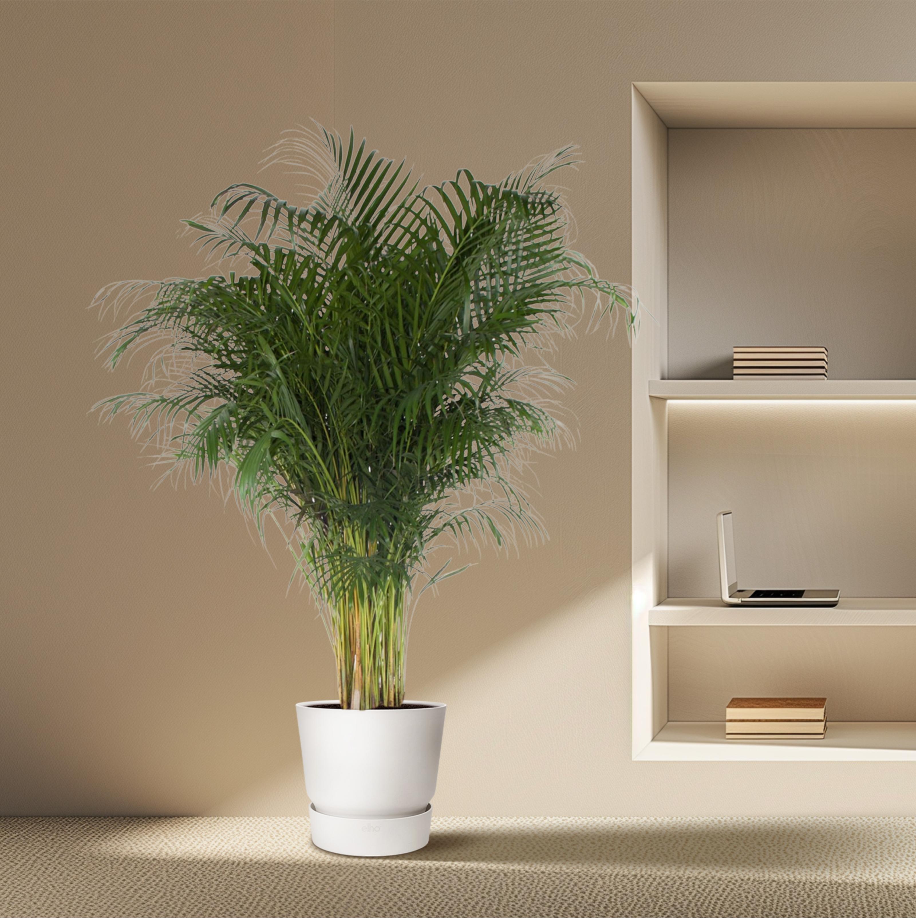 Dypsis Lutescens - 200 cm - ø34 (8721055692805)