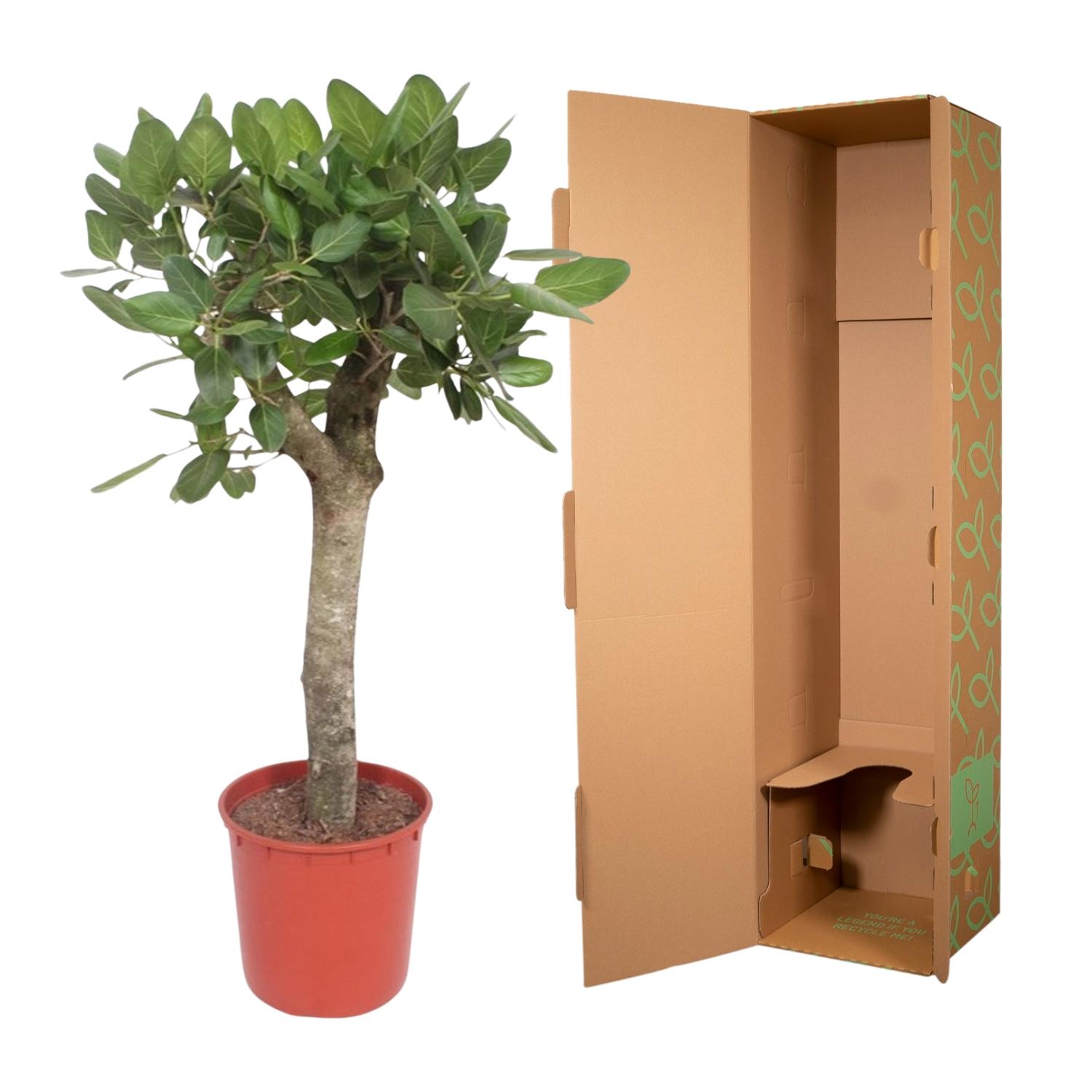Ficus Benghalensis boom - 150 cm - ø30 (8721055690719)