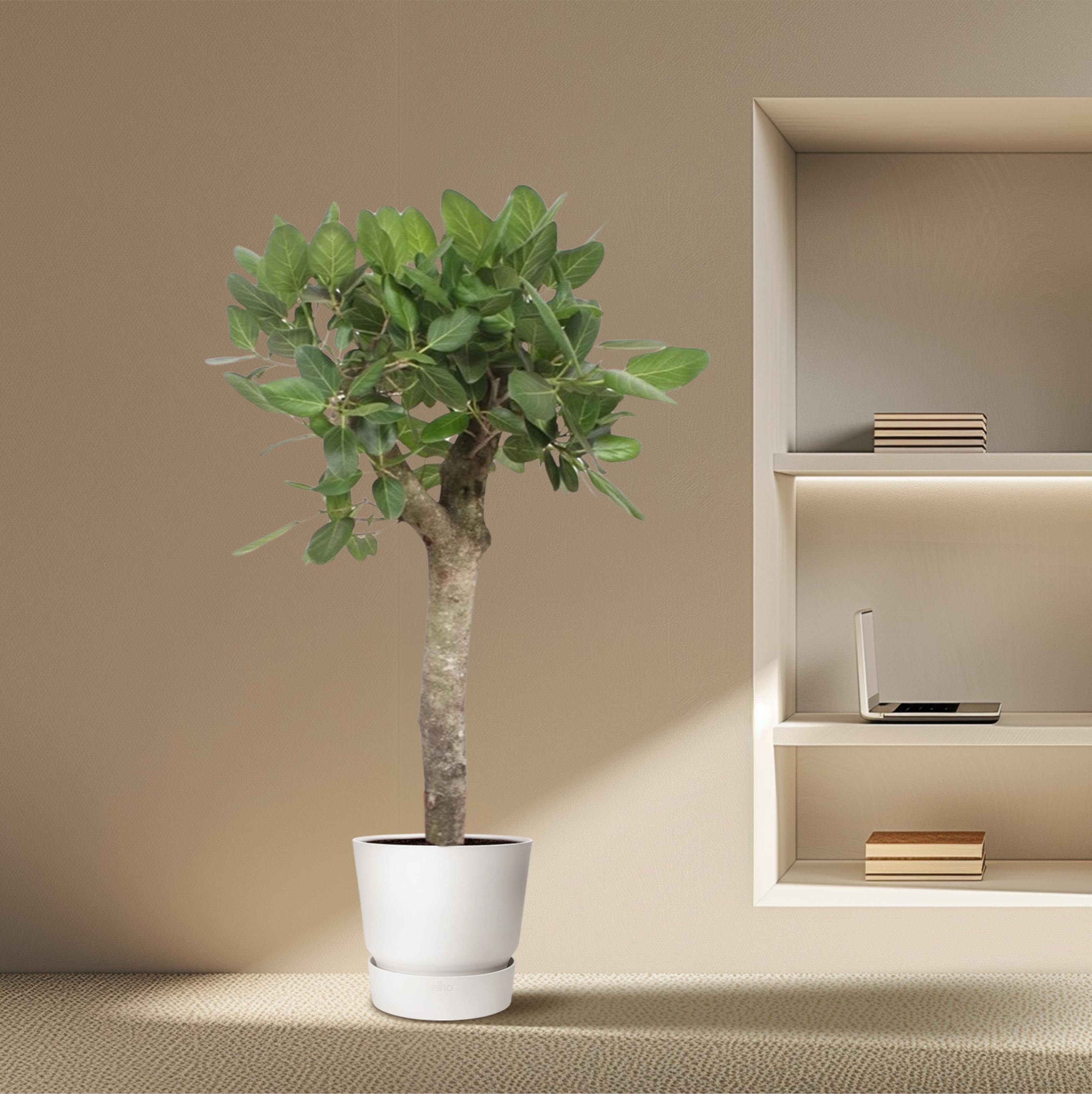 Ficus Benghalensis boom - 150 cm - ø30 (8721055690719)