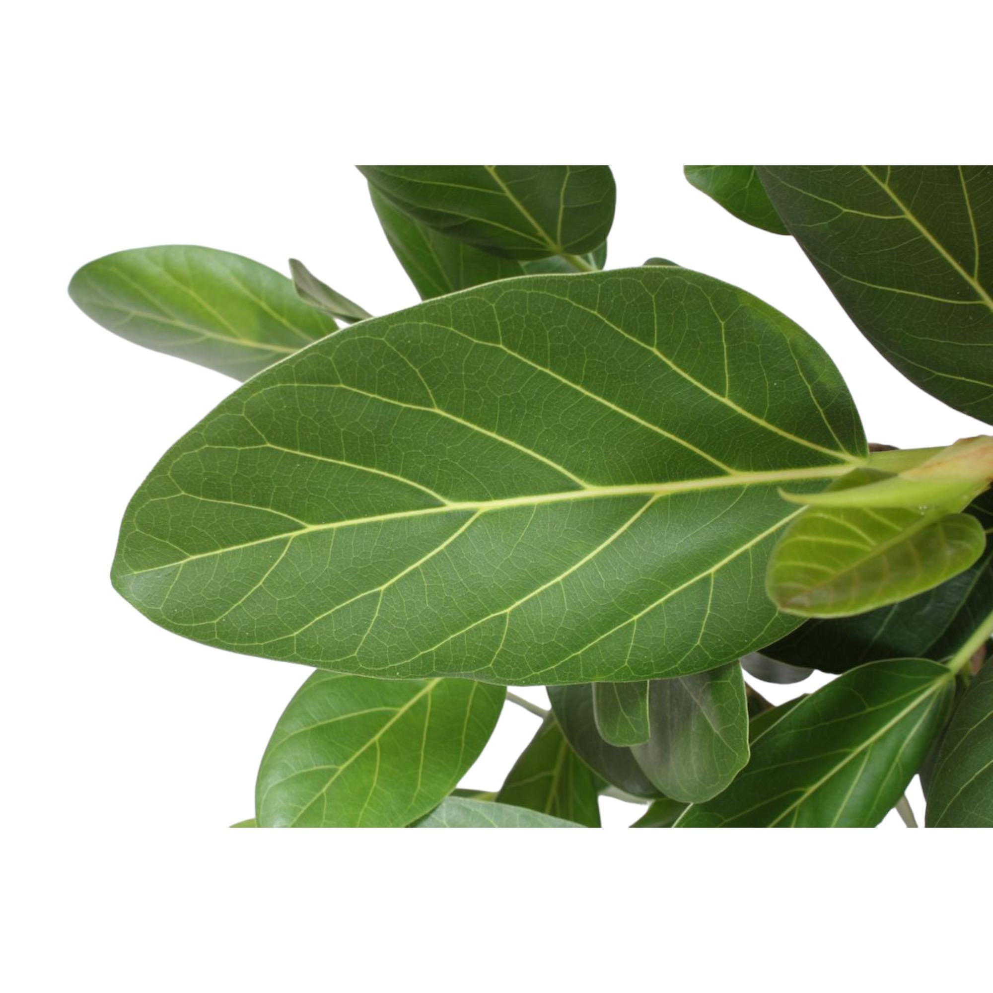 Ficus Benghalensis boom - 150 cm - ø30 (8721055690719)